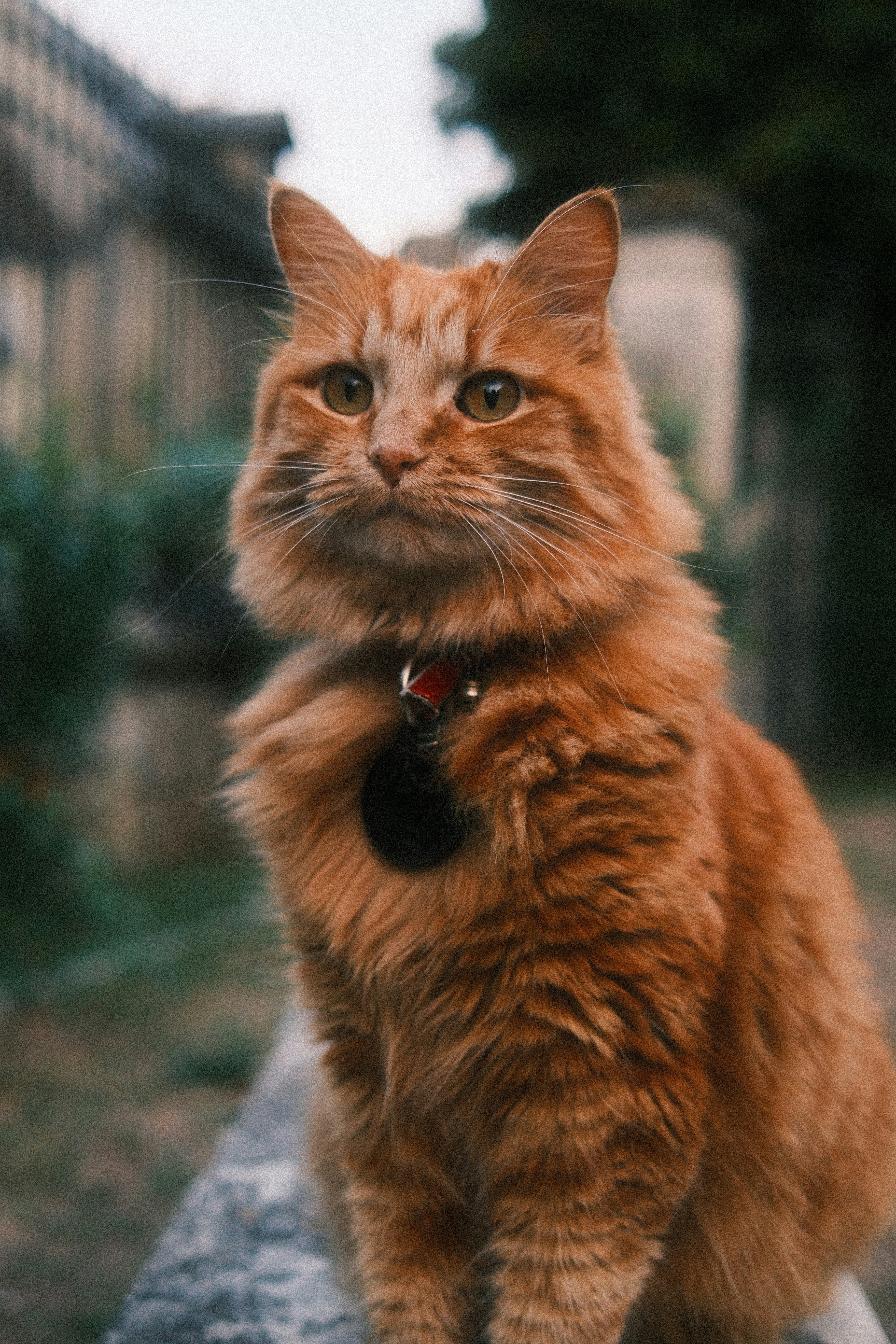 A fluffy ginger cat with a red collar and tag outdoors