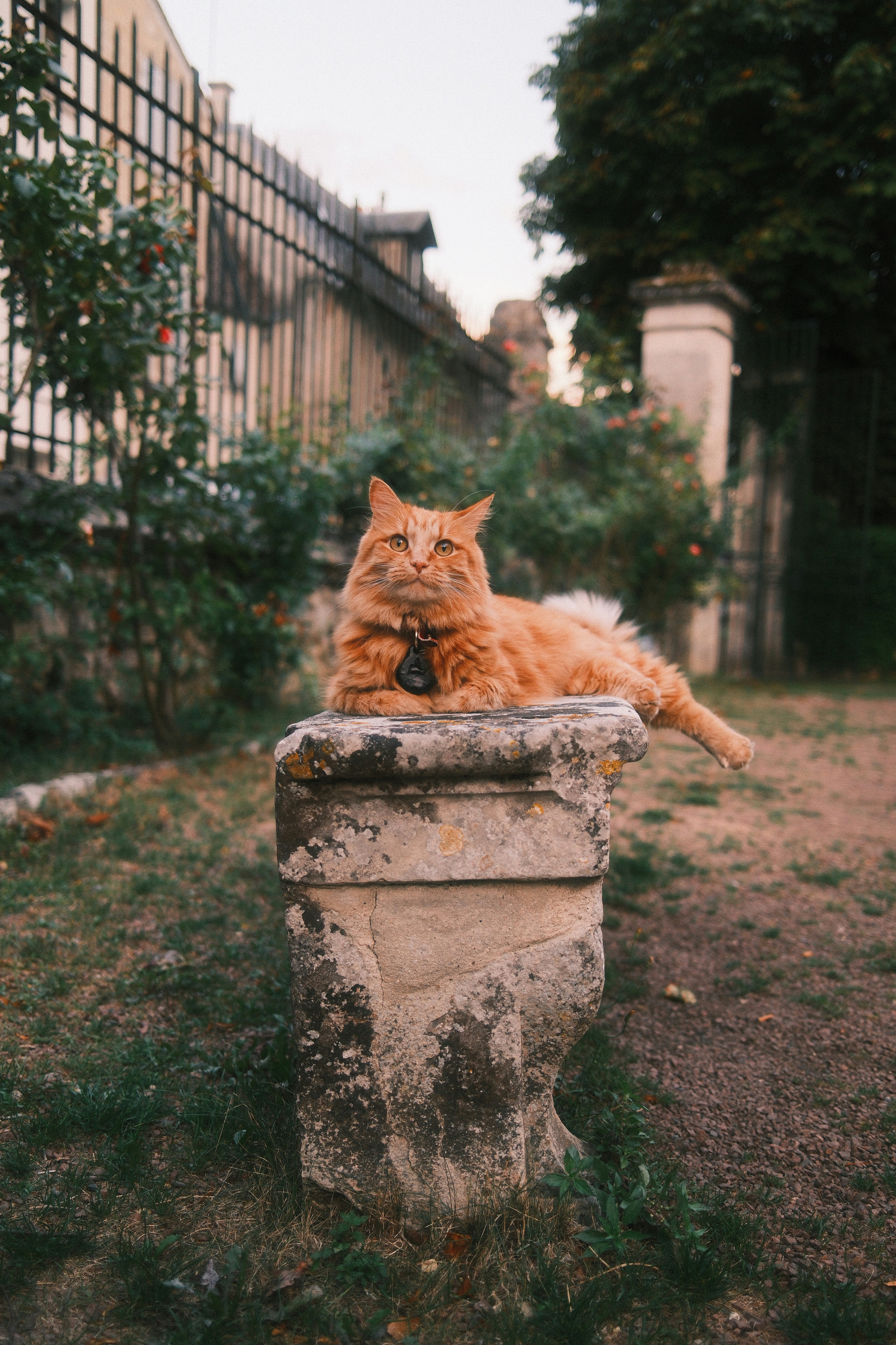 A fluffy orange cat resting on a weathered stone pedestal in a garden