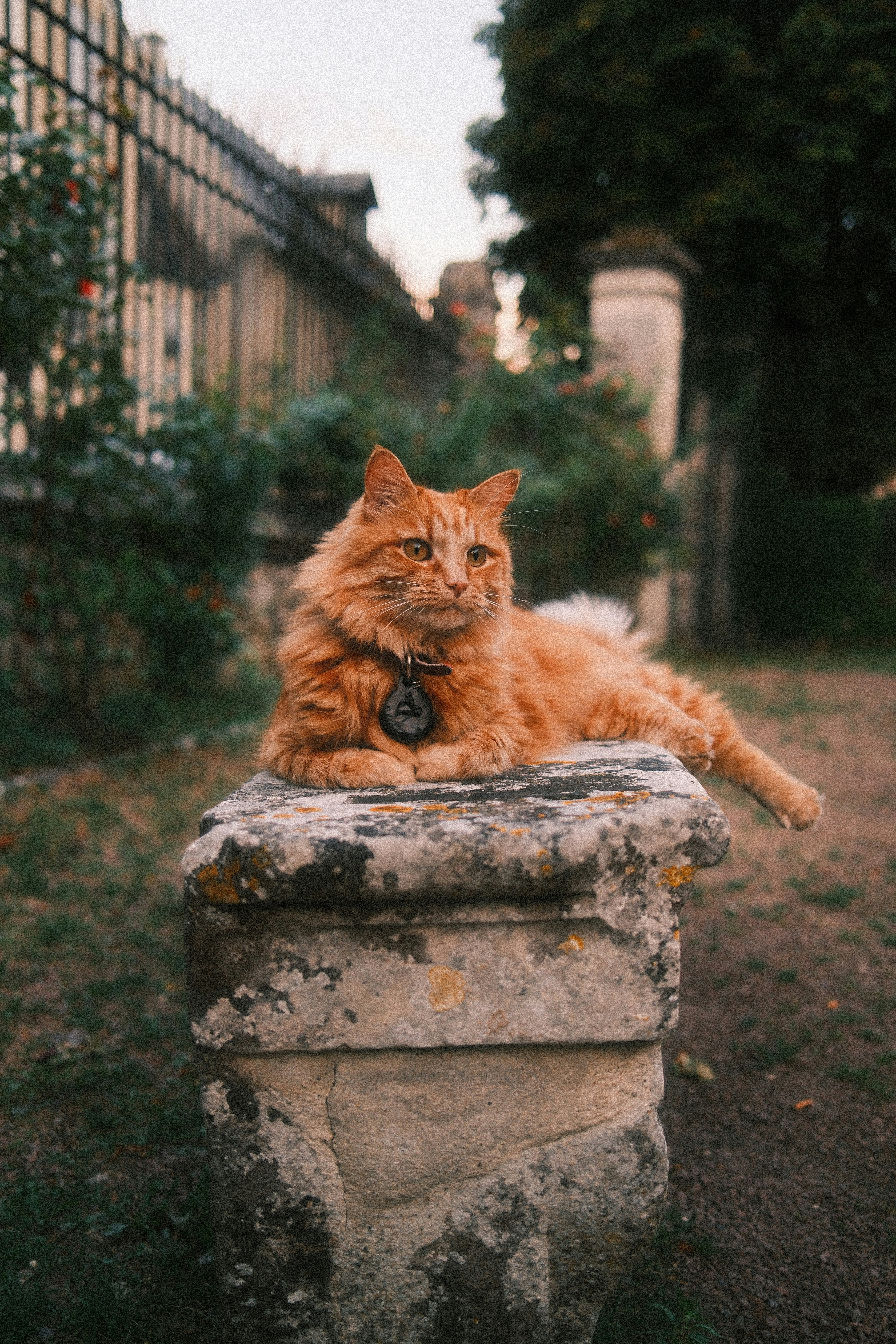 A fluffy orange cat with a collar resting on a weathered stone block