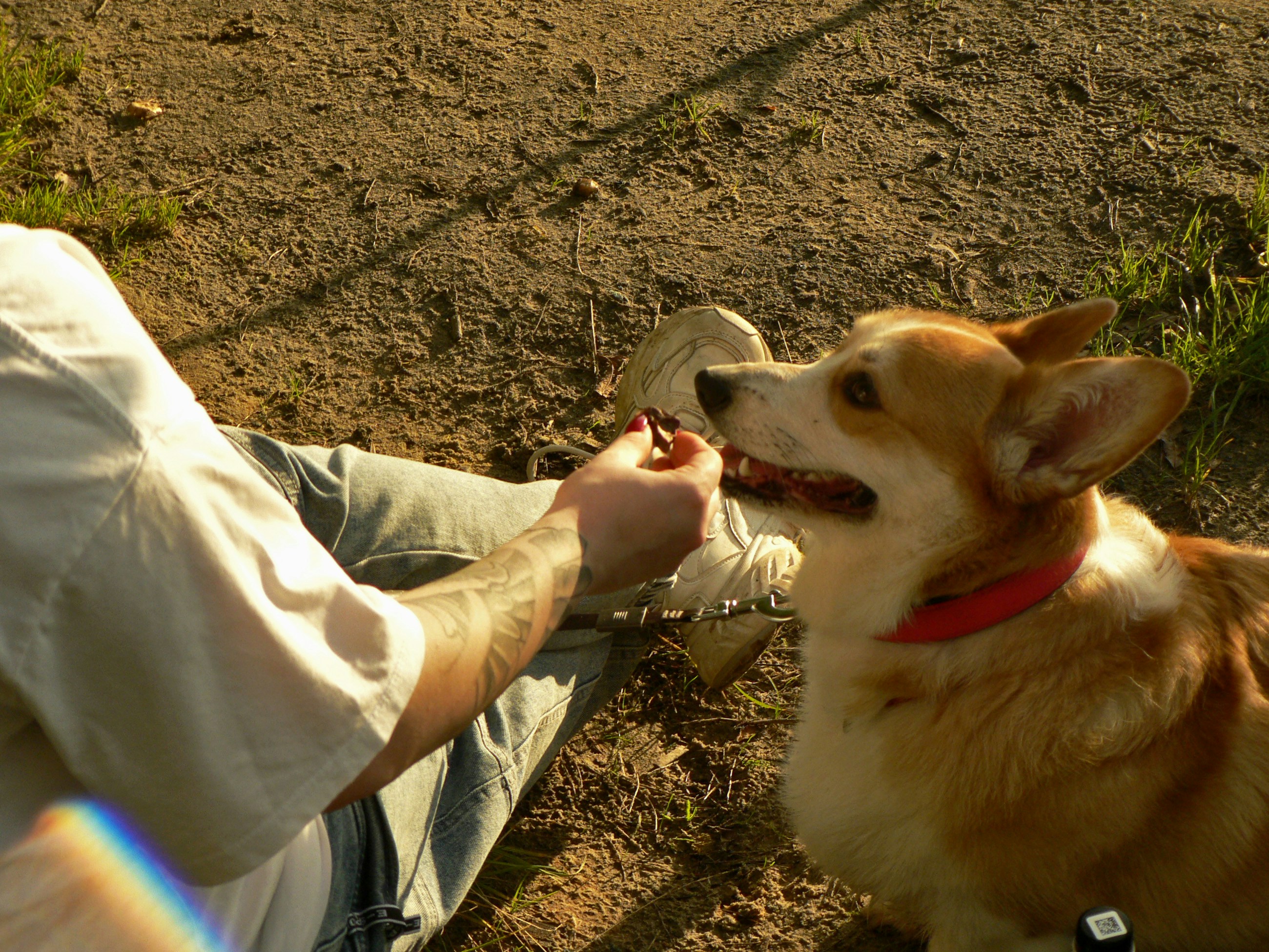 A person with a tattooed arm feeding a corgi on a dirt path