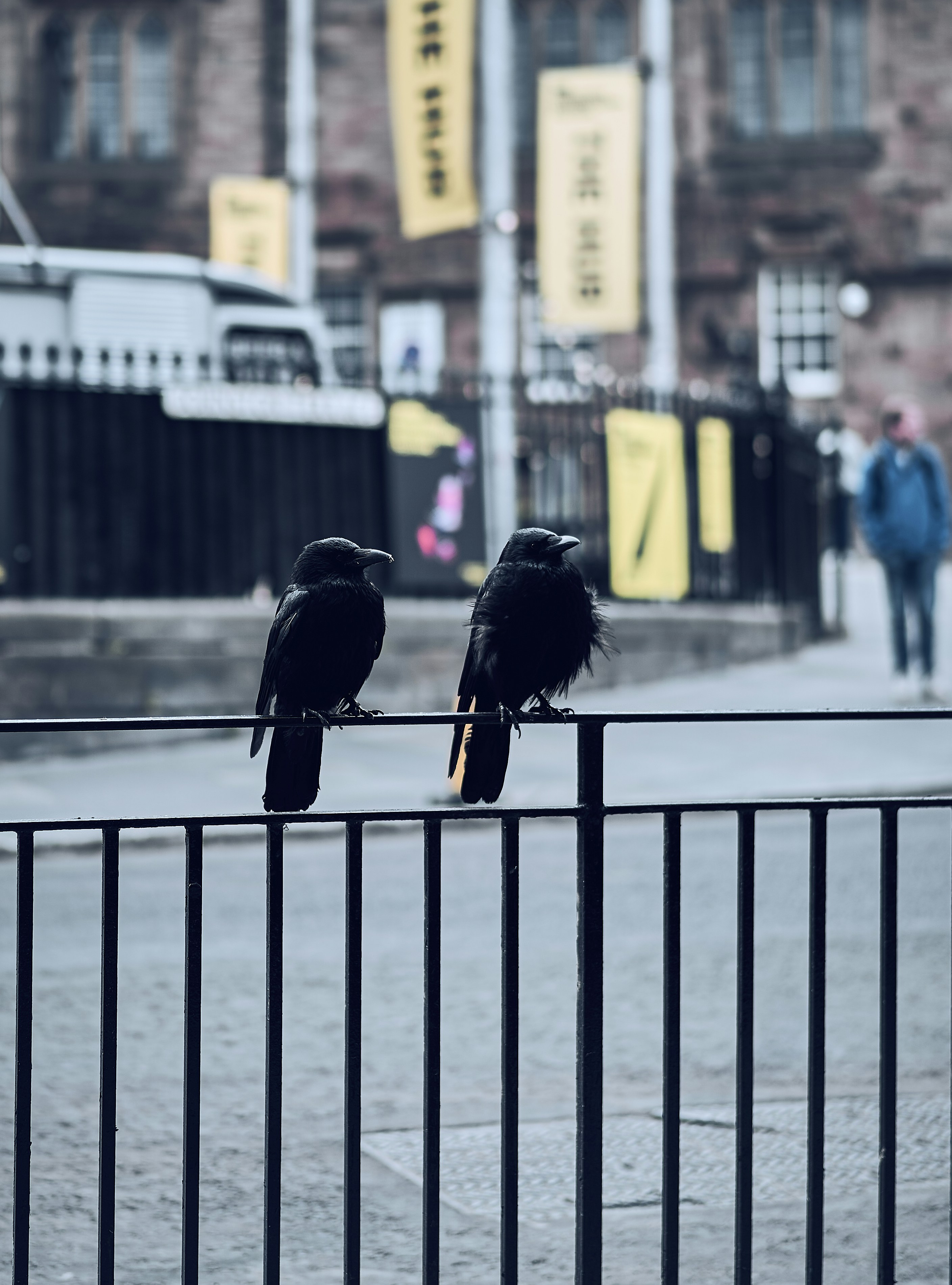 Crows perched above a street in Edinburgh's Old Town.
