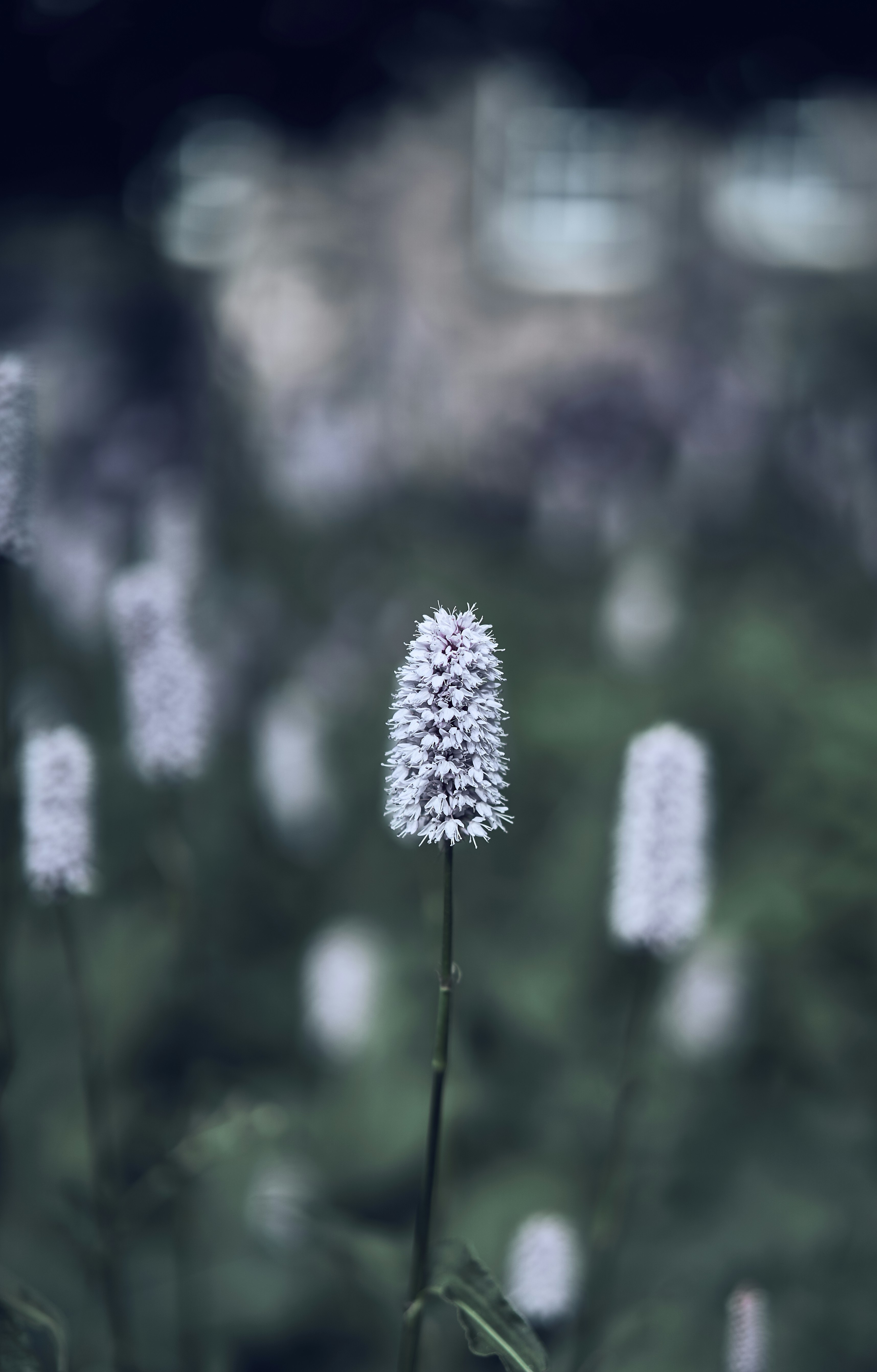 Wildflowers in a garden in Edinburgh, Scotland.