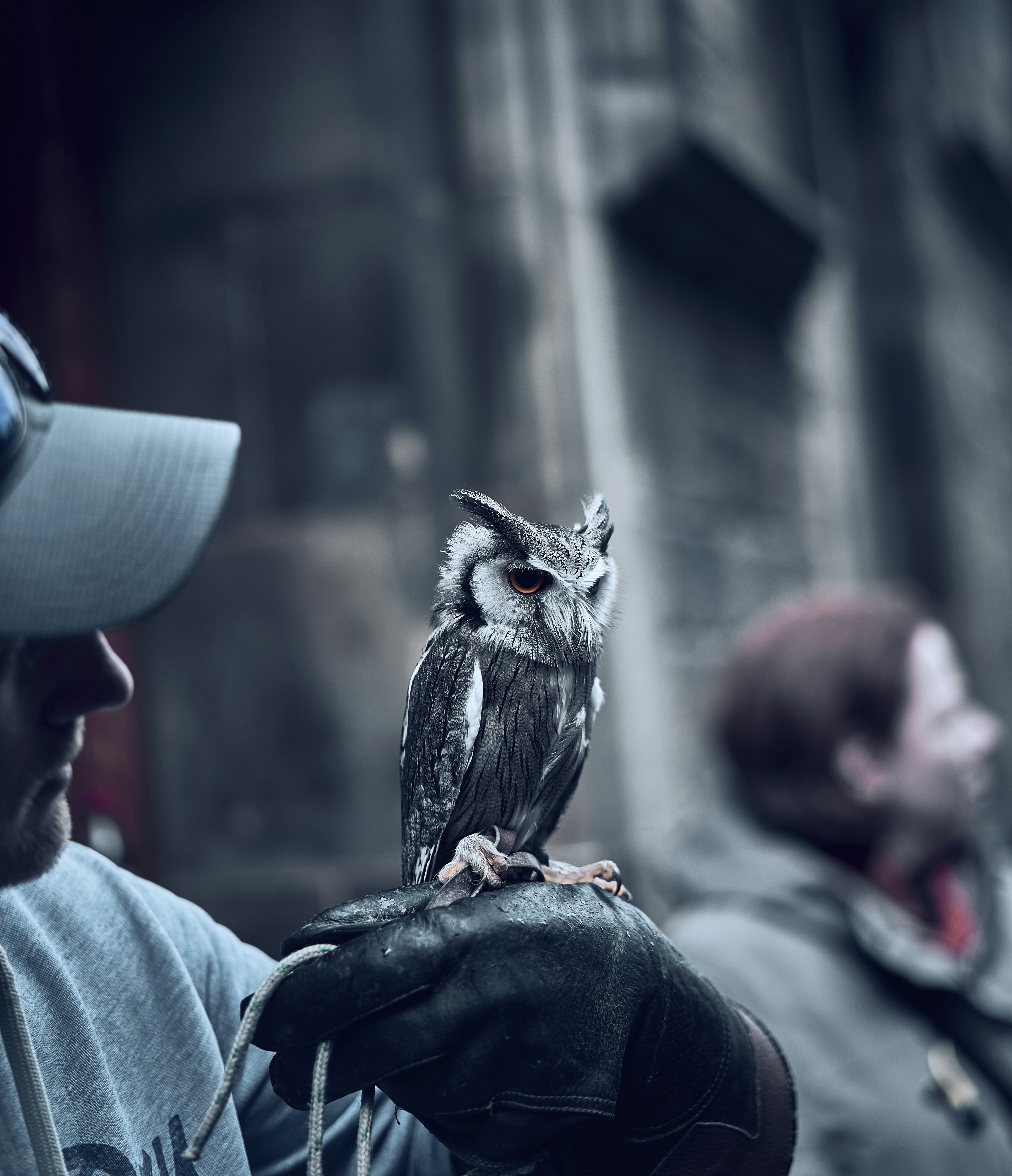 An owl encounter on Edinburgh's Royal Mile in Scotland.