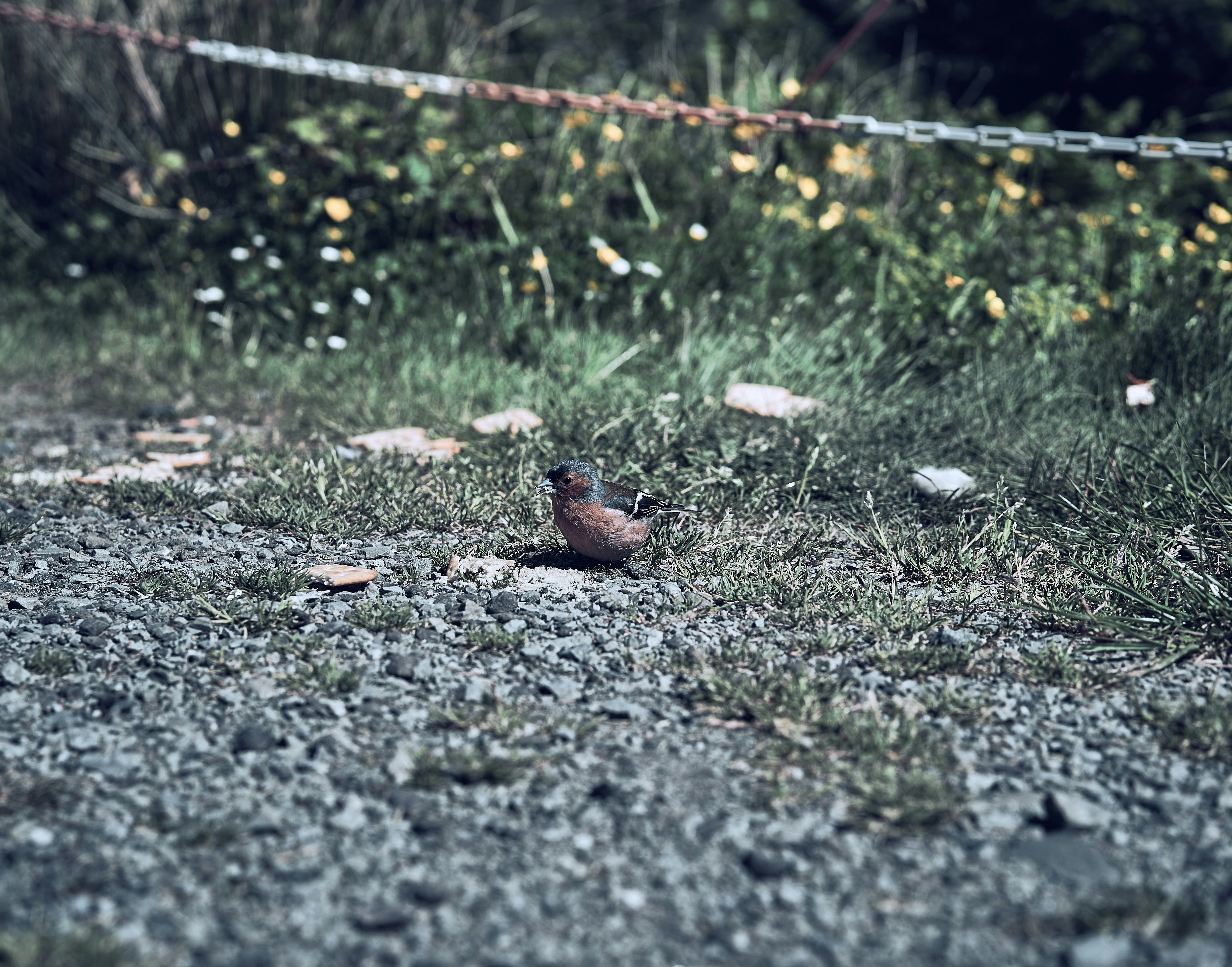 A small bird on the ground beneath the Cuillin mountains on the Isle of Skye.