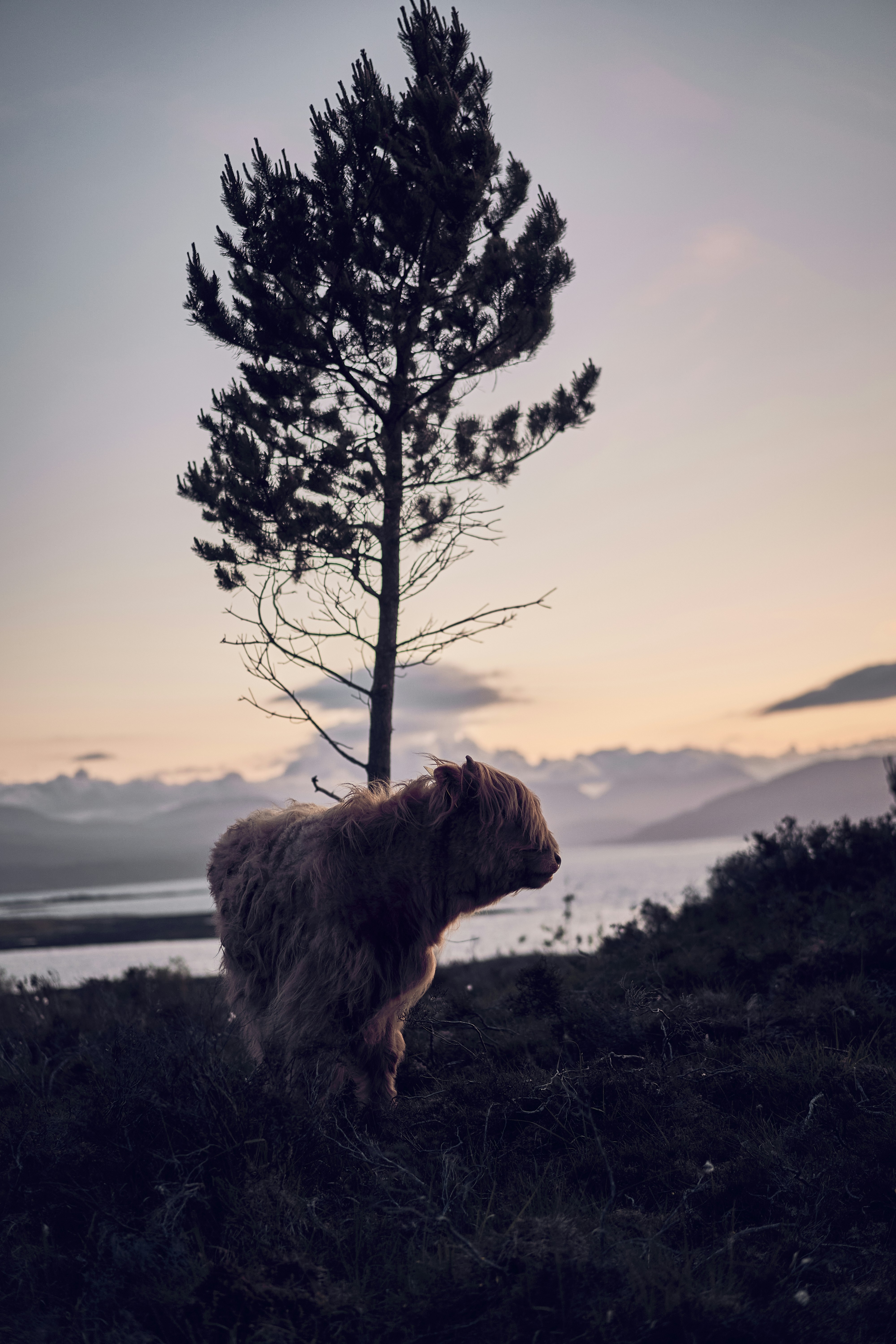A Highland cow in the evening light on the Isle of Skye, Scotland.