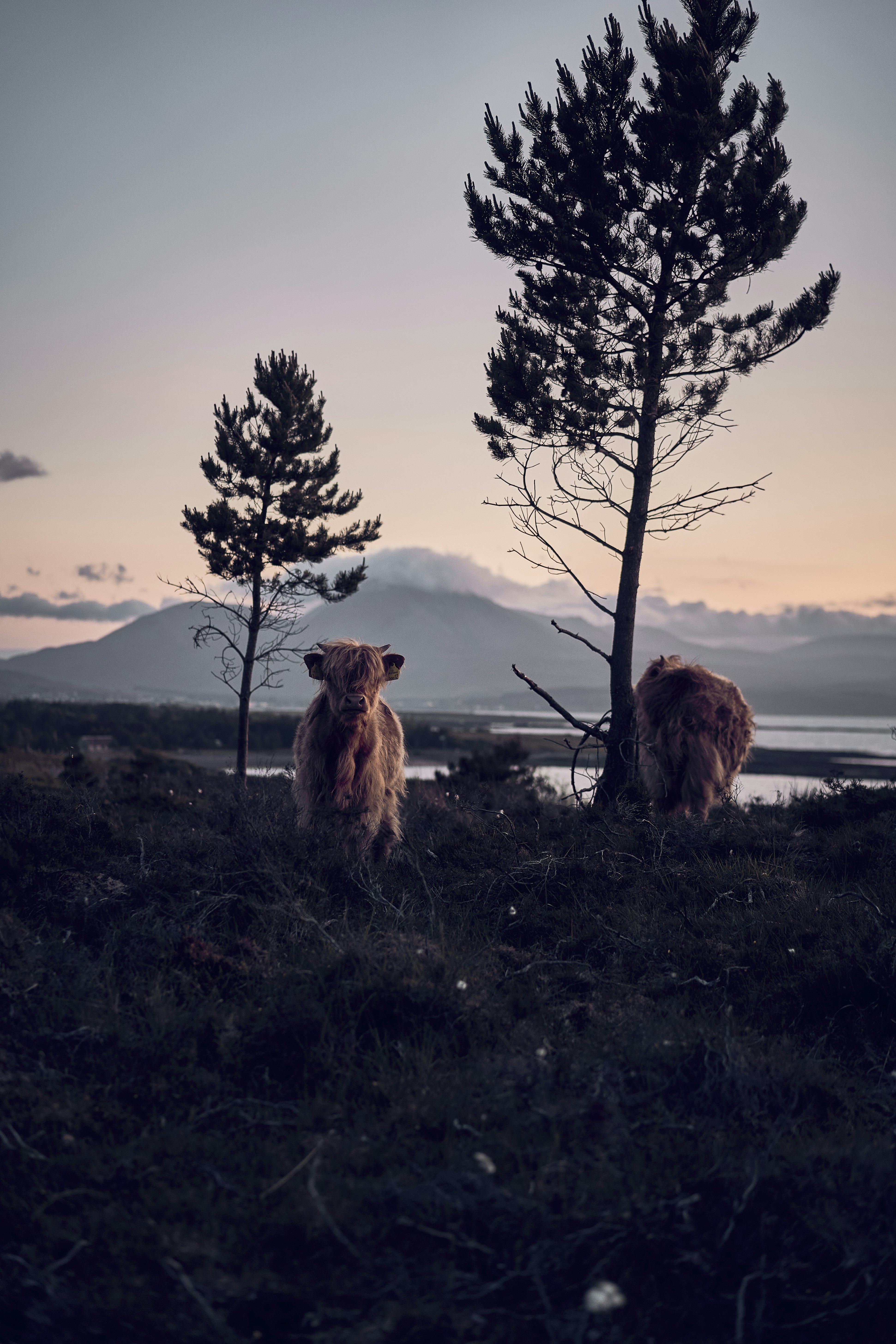 A Highland cow in the evening light on the Isle of Skye, Scotland.