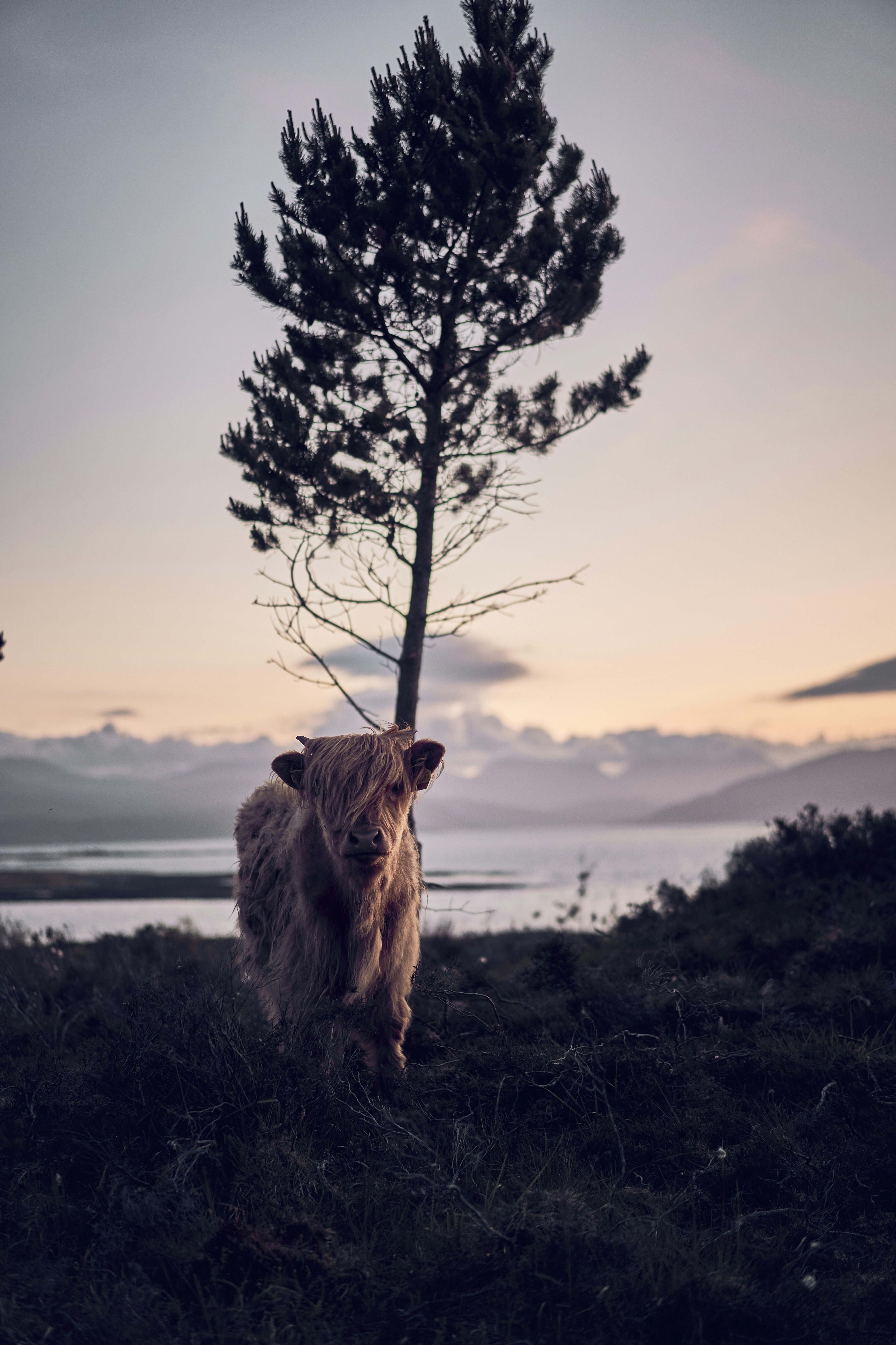 A Highland cow in the evening light on the Isle of Skye, Scotland.