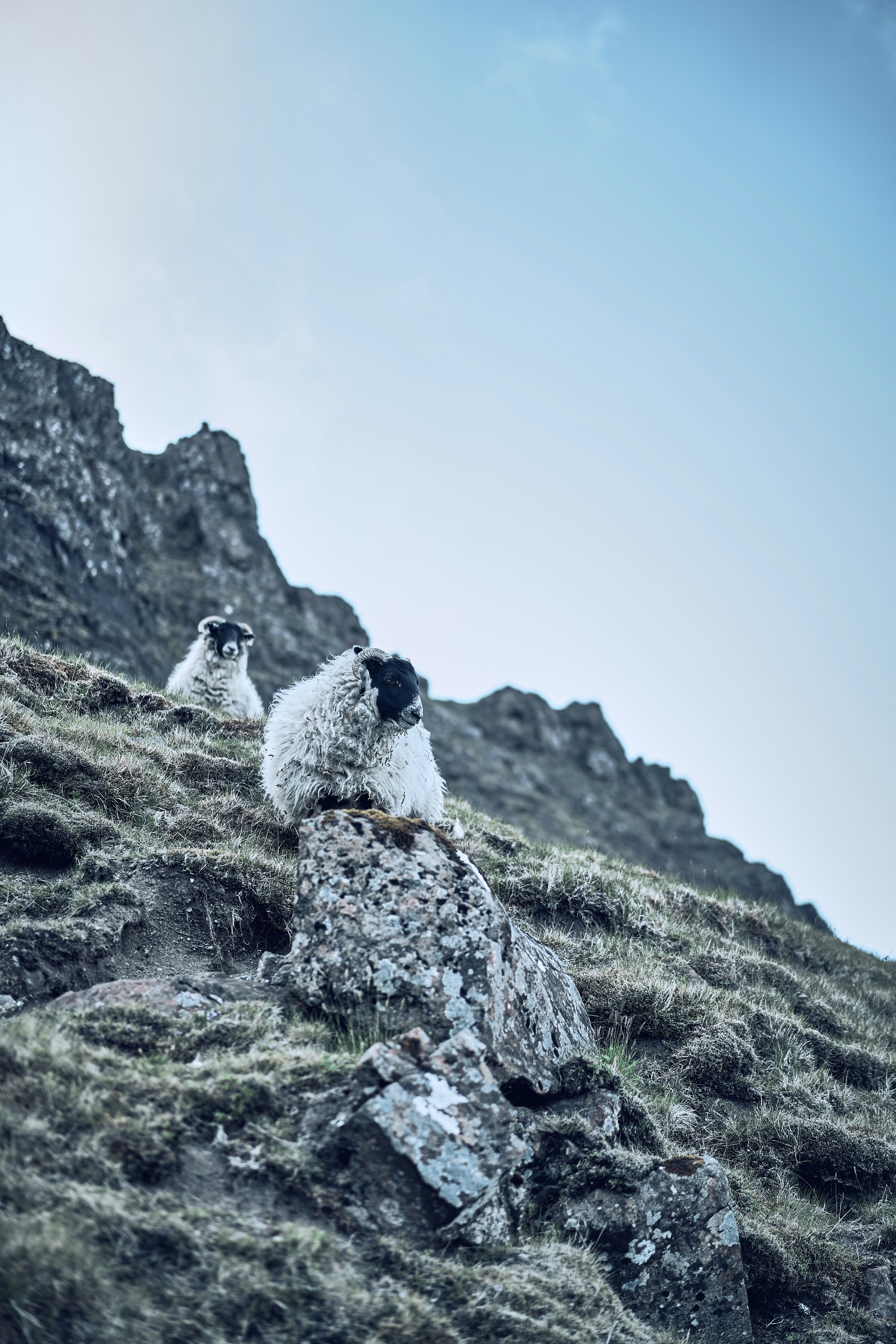A sheep resting on the slopes below the Old Man of Storr.