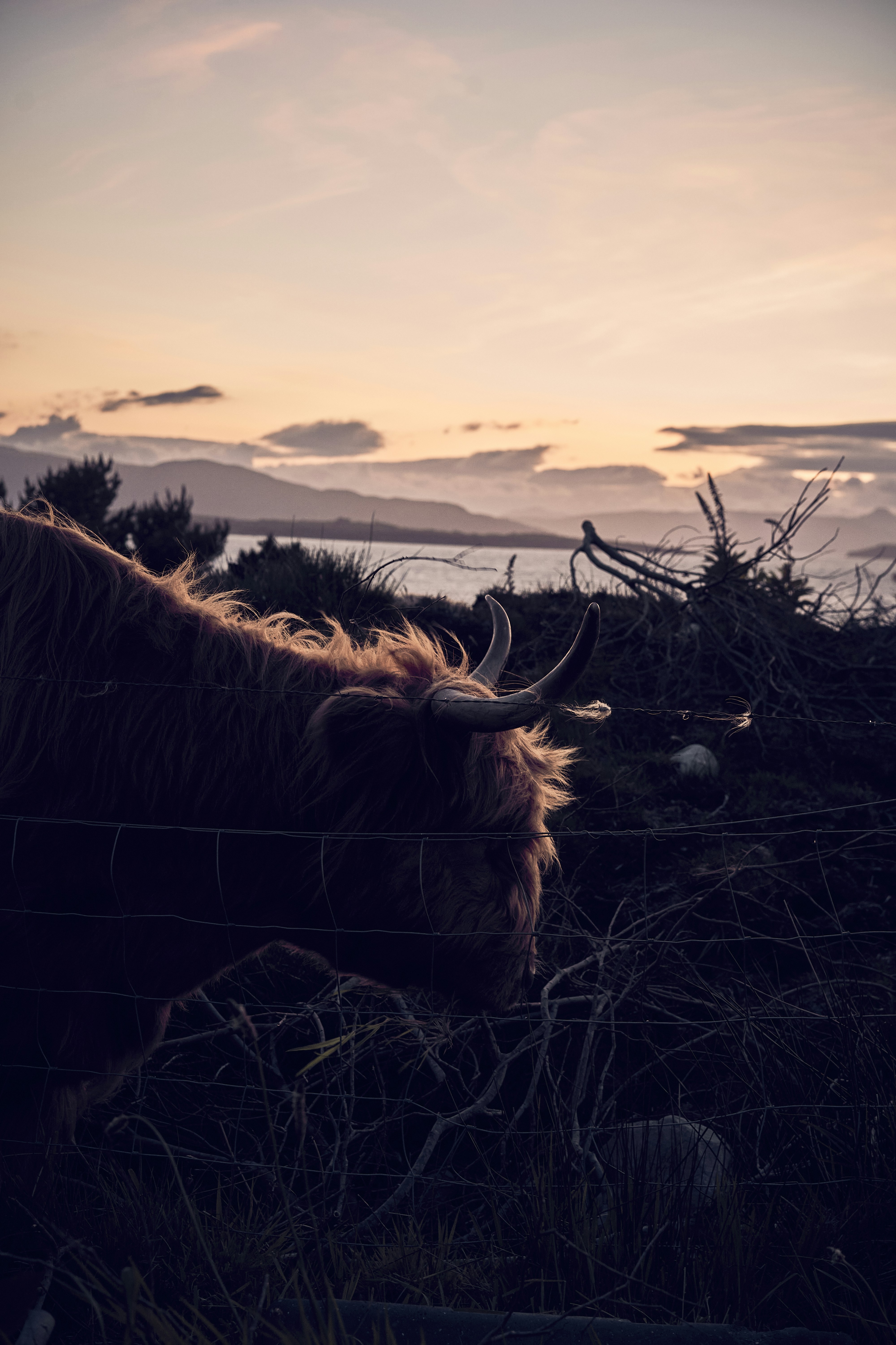 A Highland cow in the evening light on the Isle of Skye, Scotland.