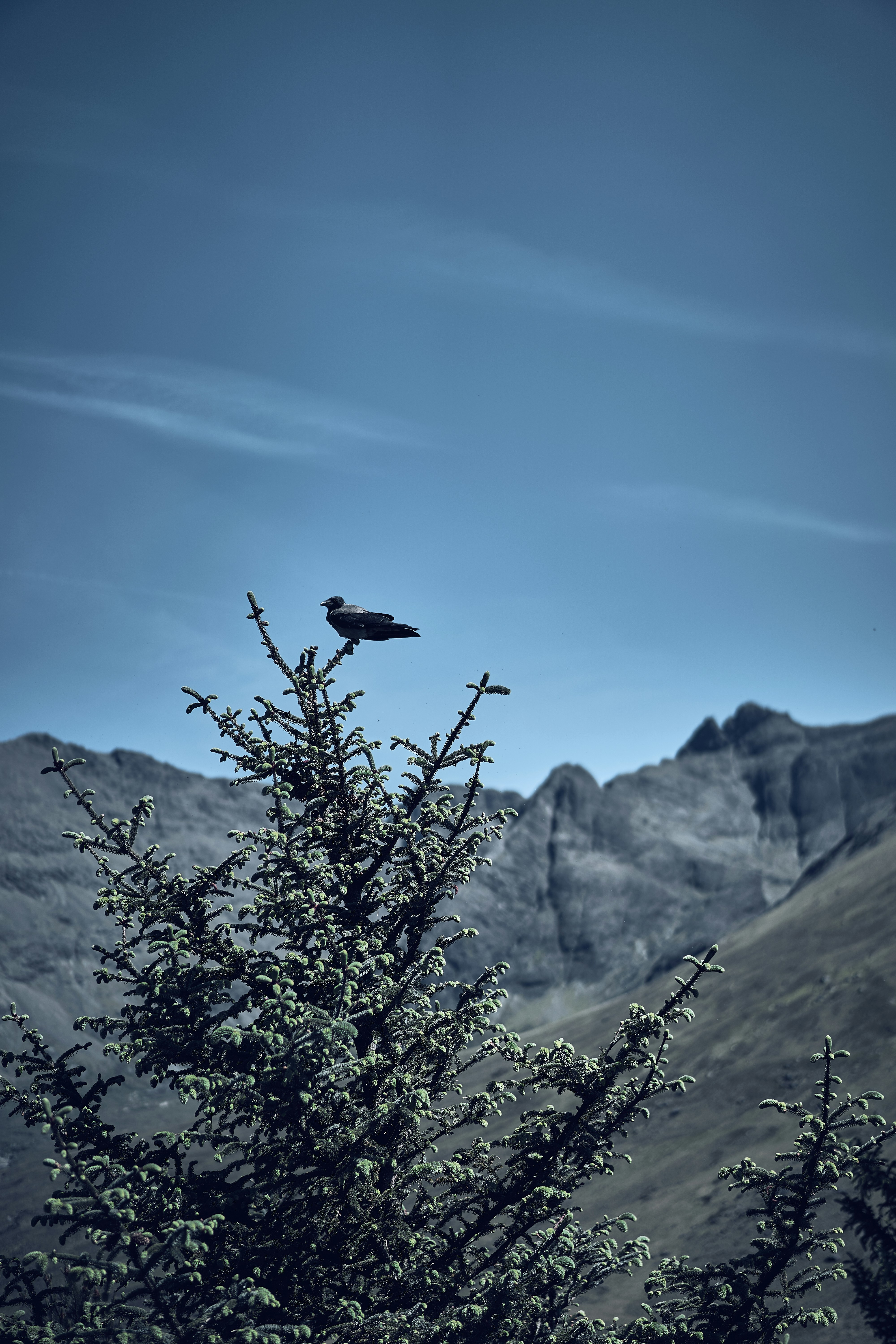 A bird perched on an evergreen with the Cuillin mountains behind it.