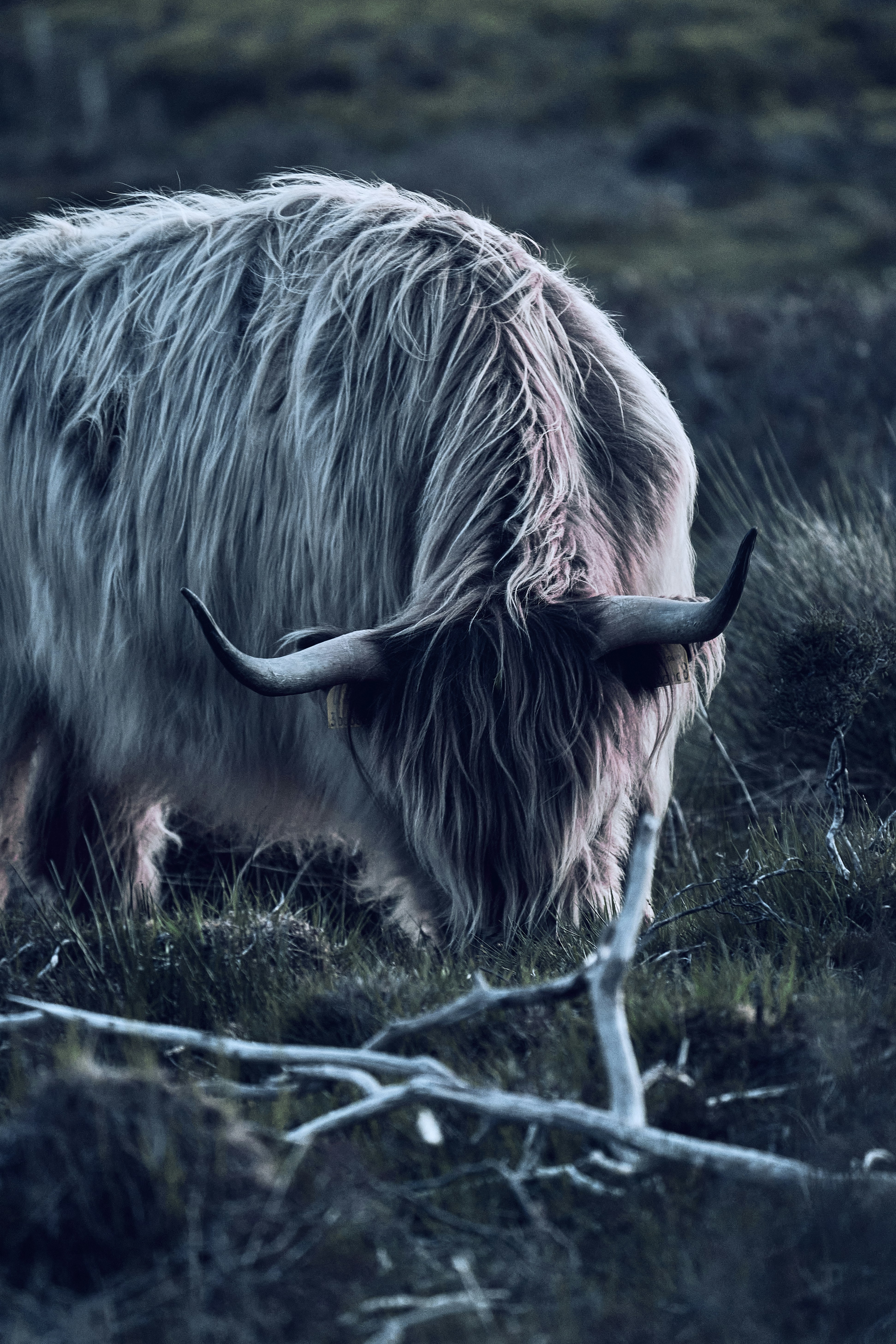 A Highland cow in the evening light on the Isle of Skye, Scotland.