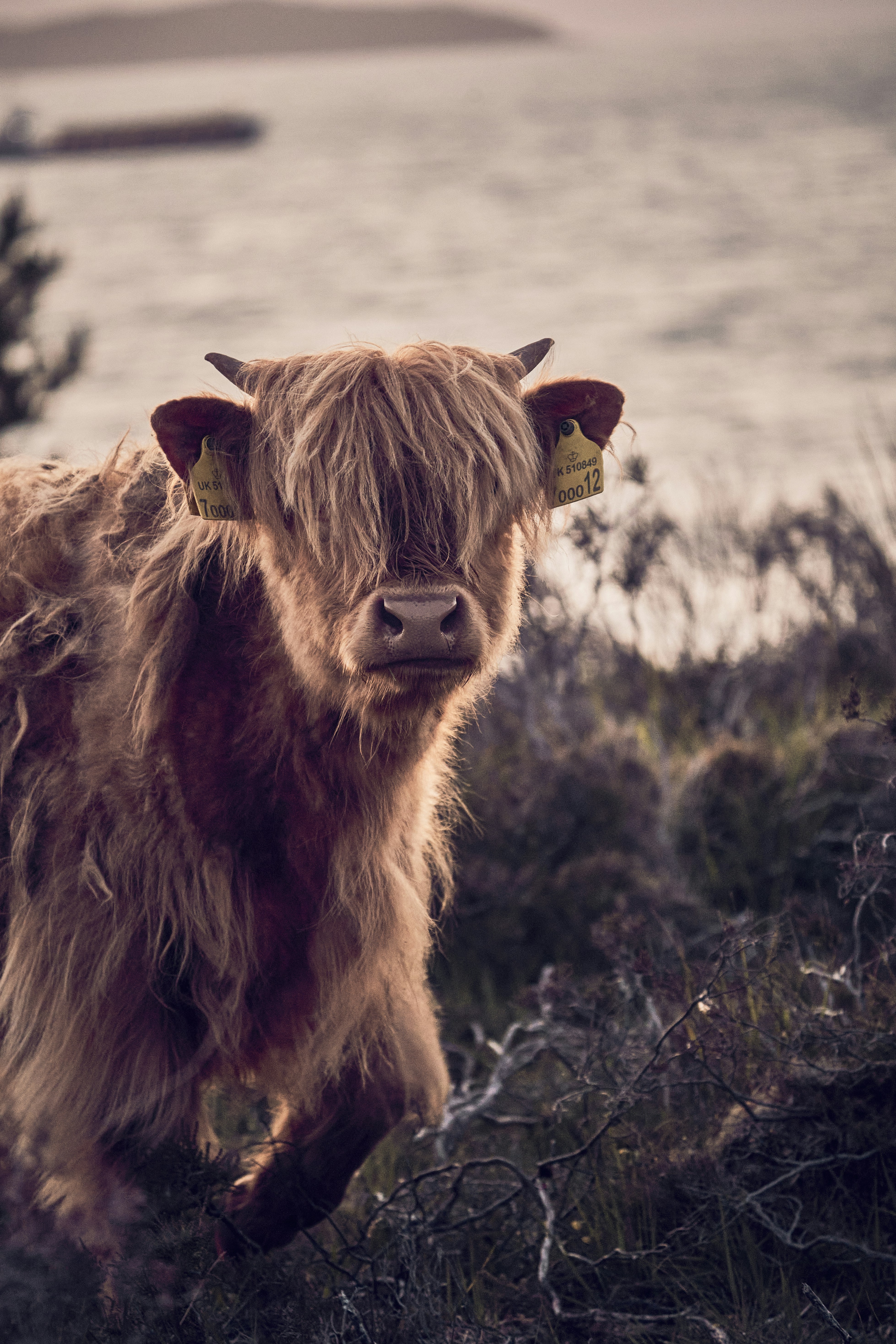 A Highland cow in the evening light on the Isle of Skye, Scotland.