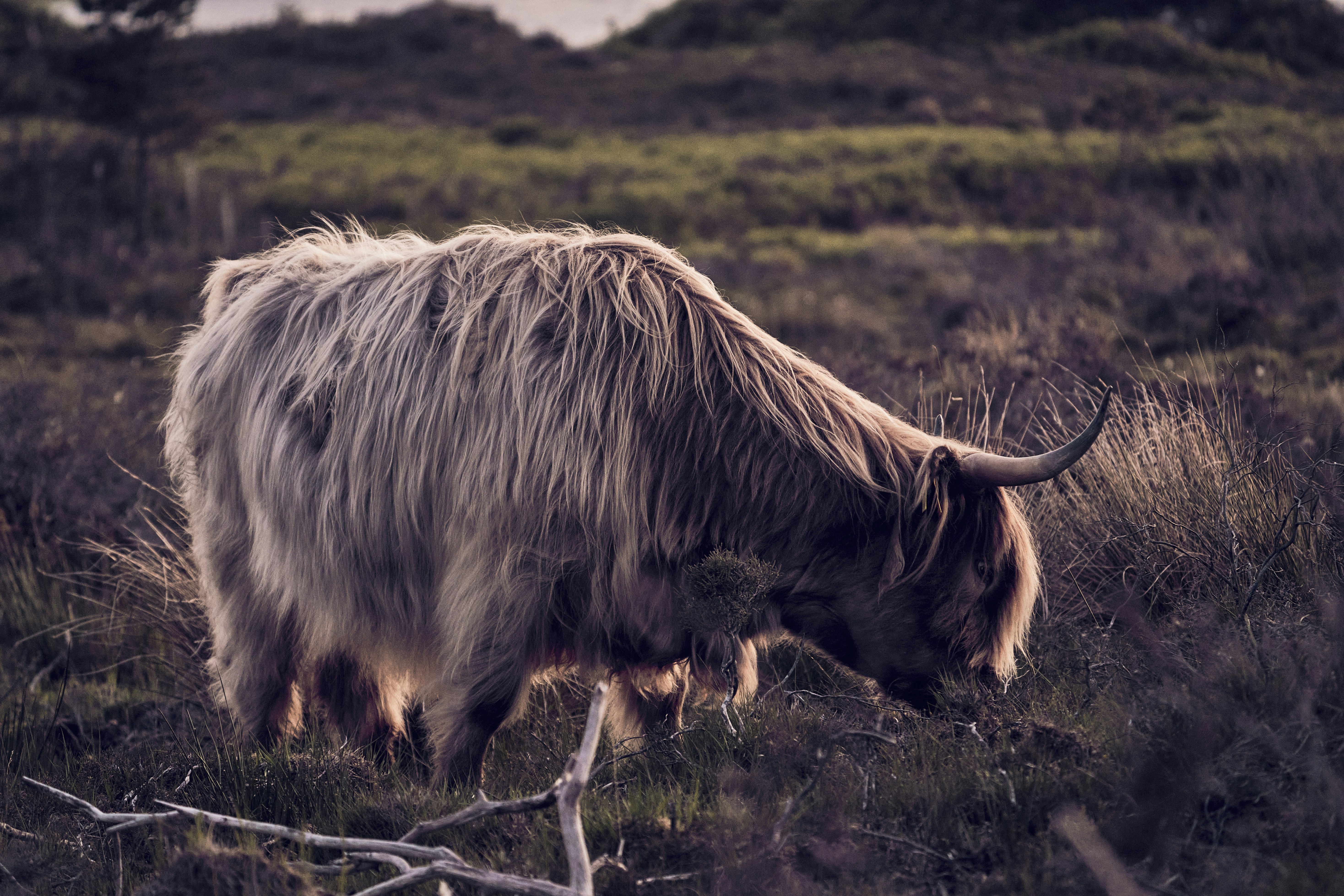 A Highland cow in the evening light on the Isle of Skye, Scotland.