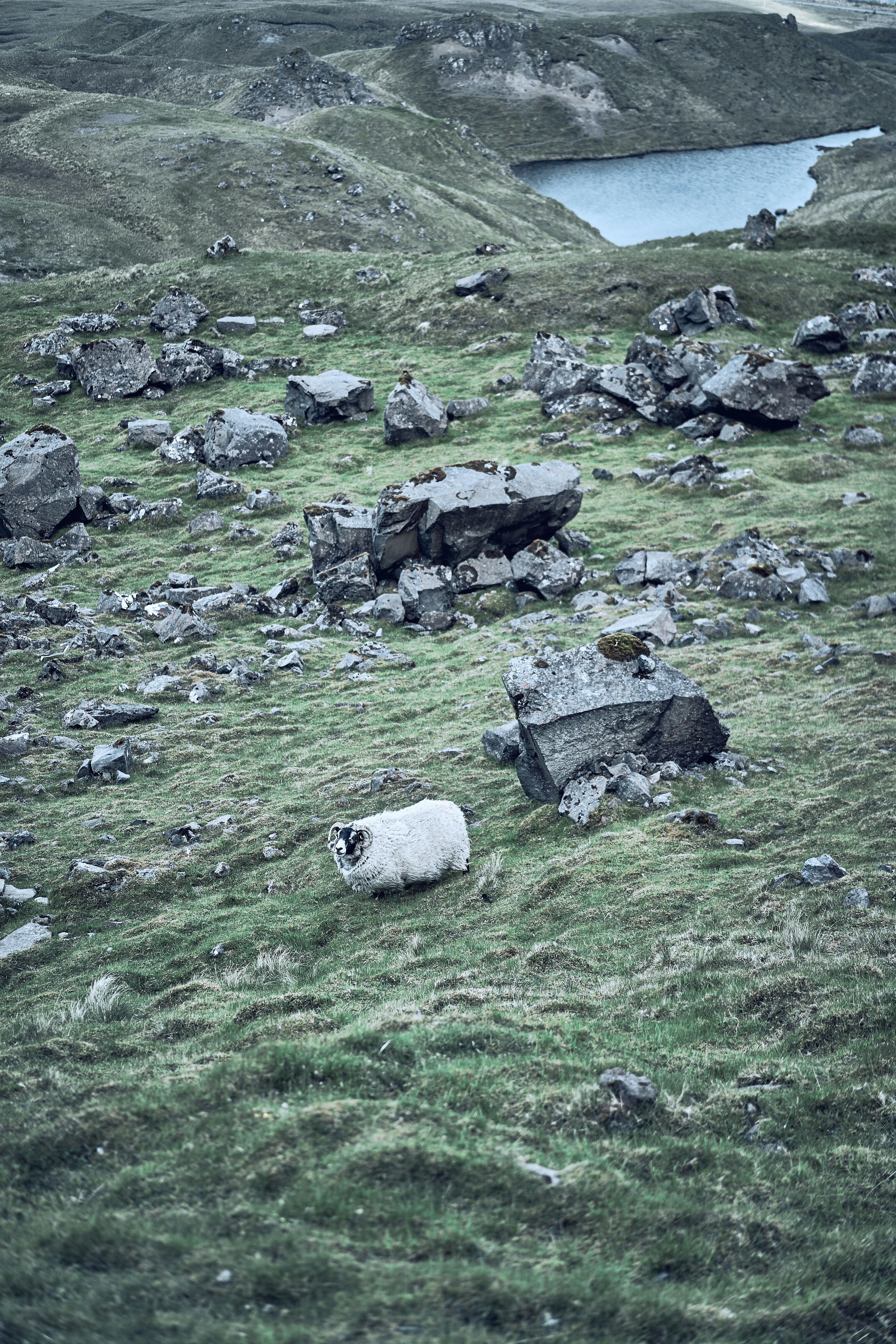A sheep resting on the slopes below the Old Man of Storr.