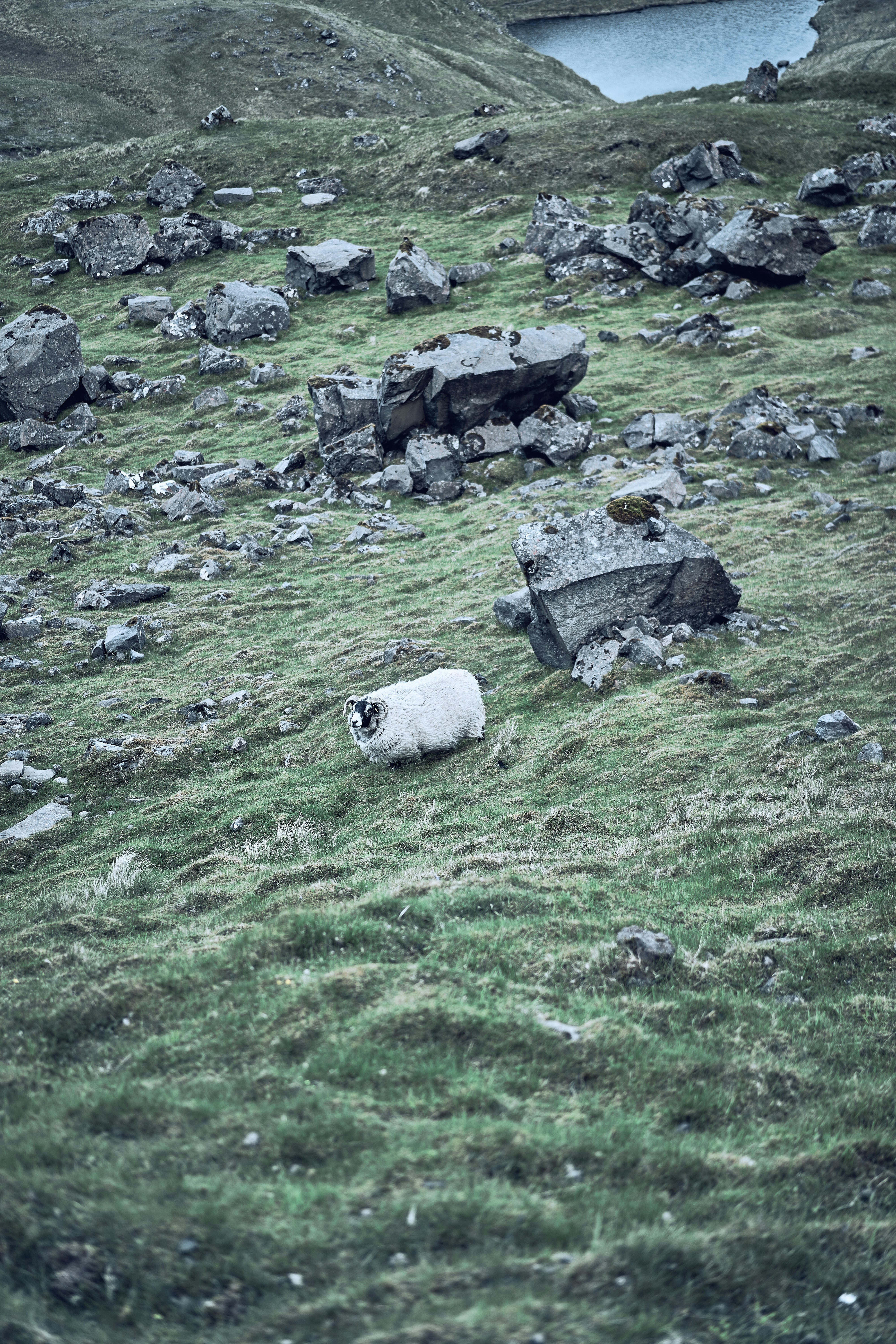 A sheep resting on the slopes below the Old Man of Storr.
