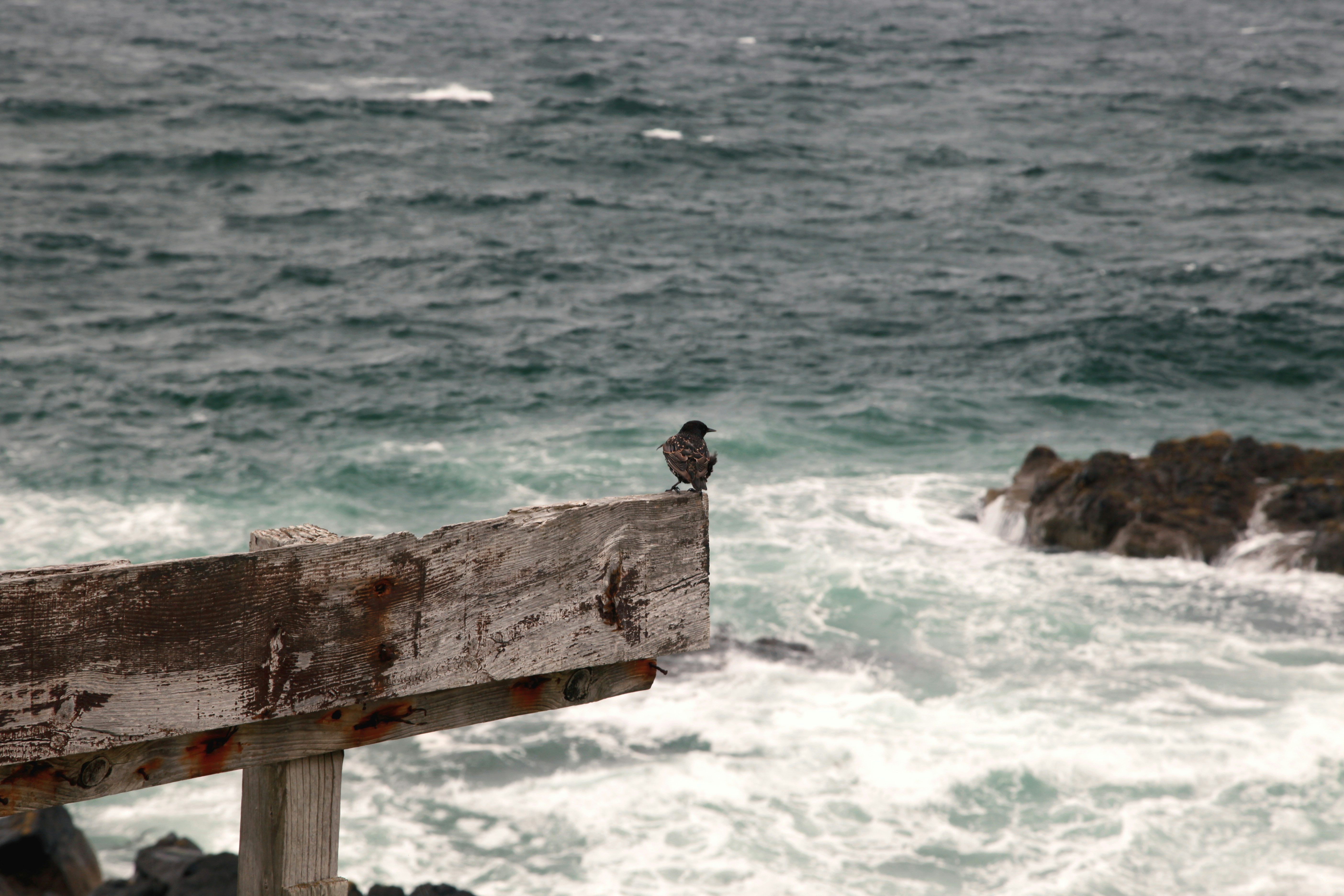 Bird on weathered wooden post - Free Photo on Unsplash