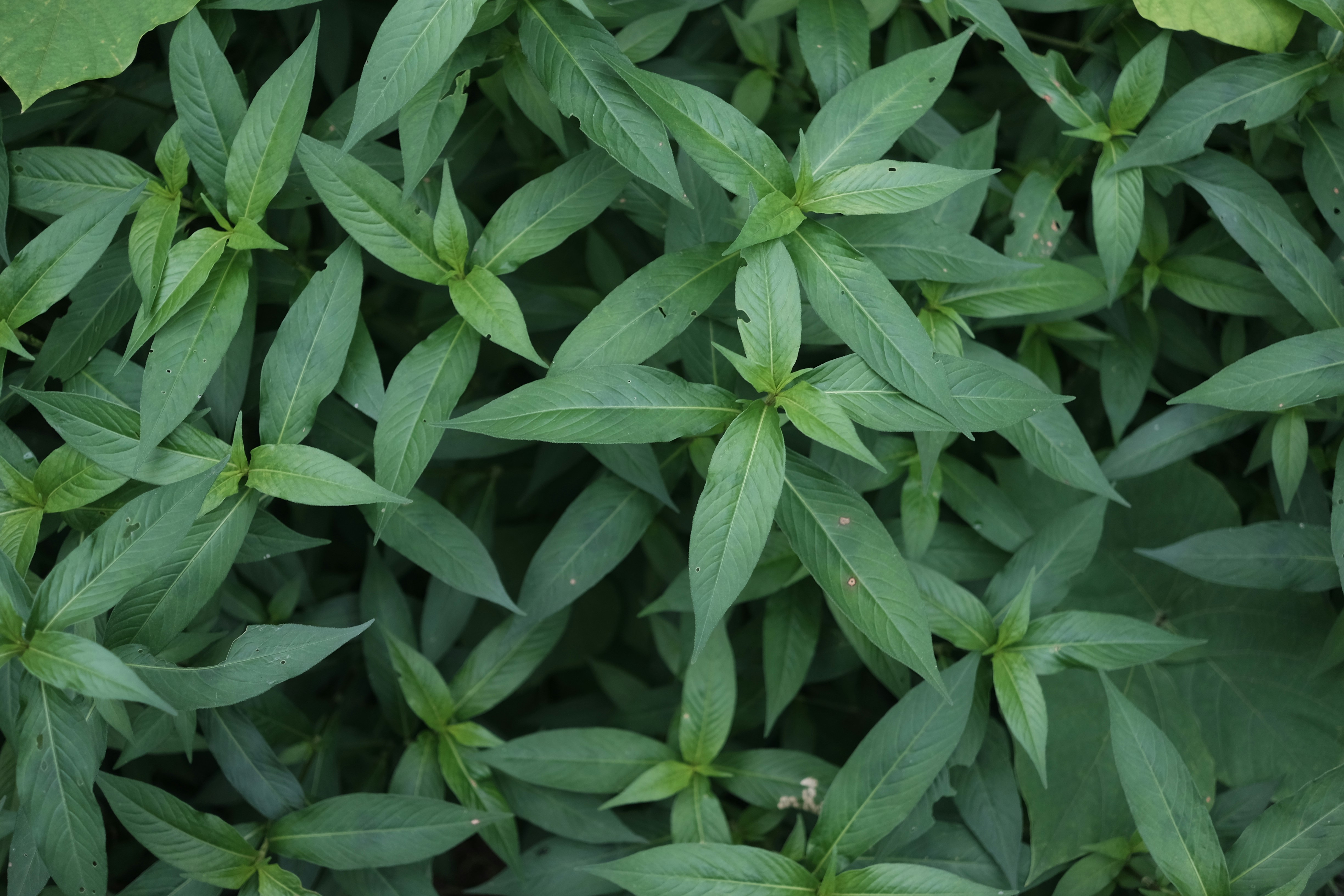 A dense cluster of pointed green leaves with visible veins and small imperfections