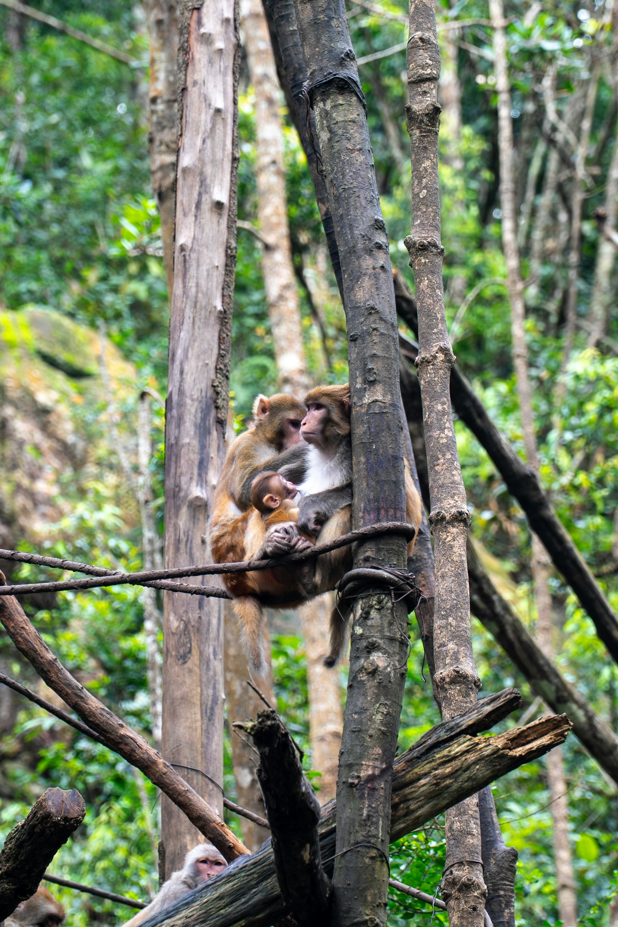 Two adult monkeys and a baby monkey clinging to a tree in a forest
