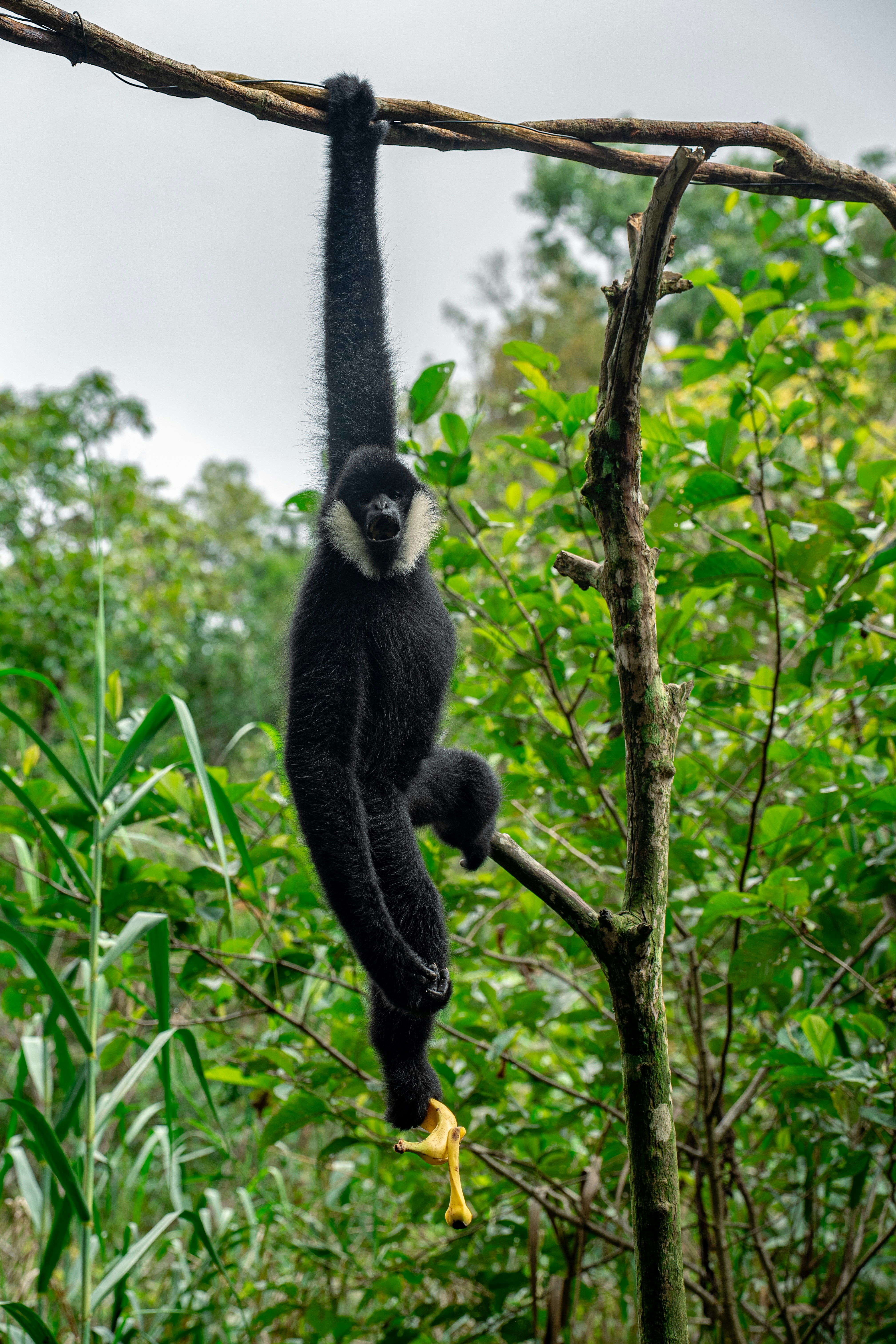 A black gibbon with white cheek fur hanging from a branch holding a banana