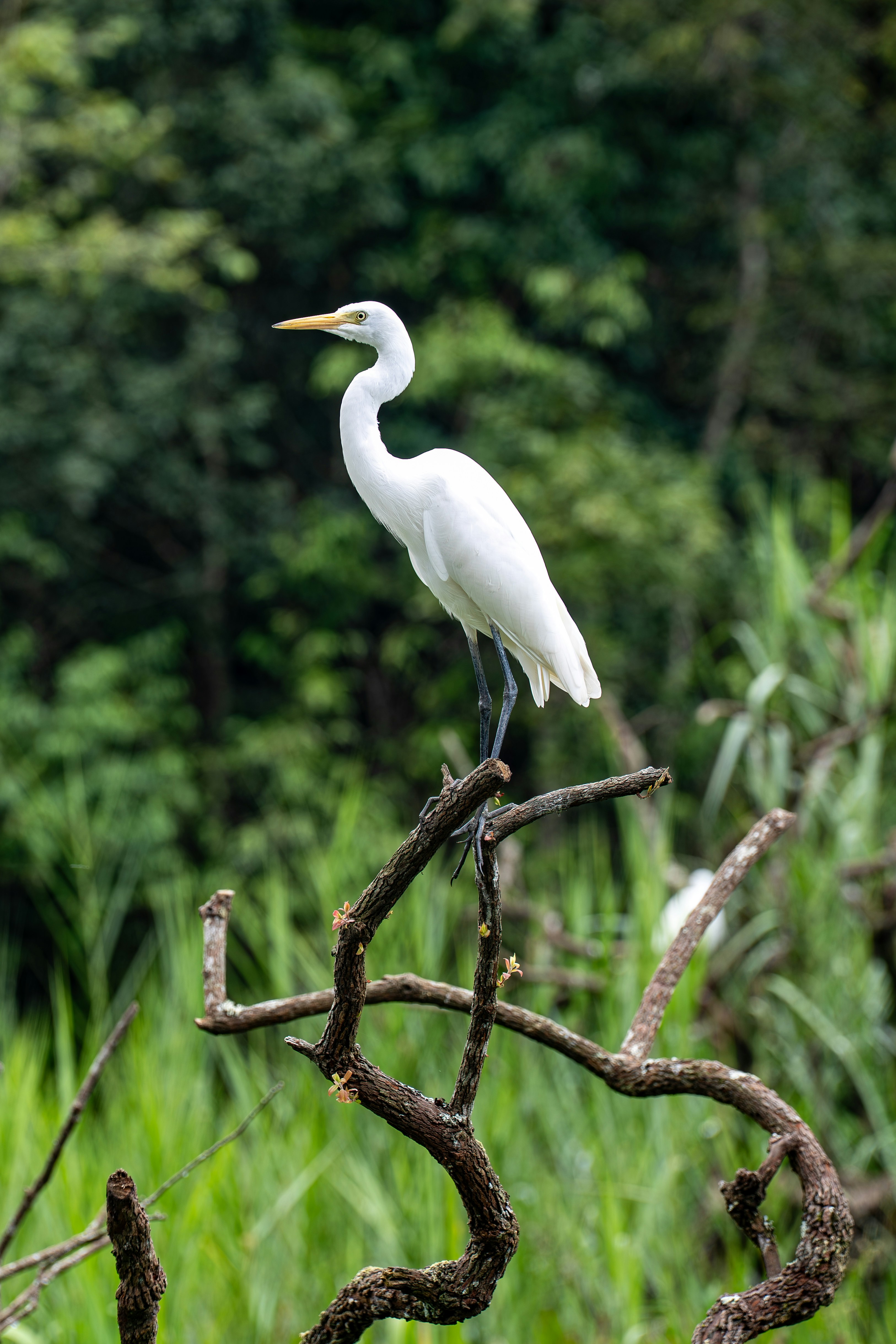 A great egret with white plumage perched on a bare branch in nature