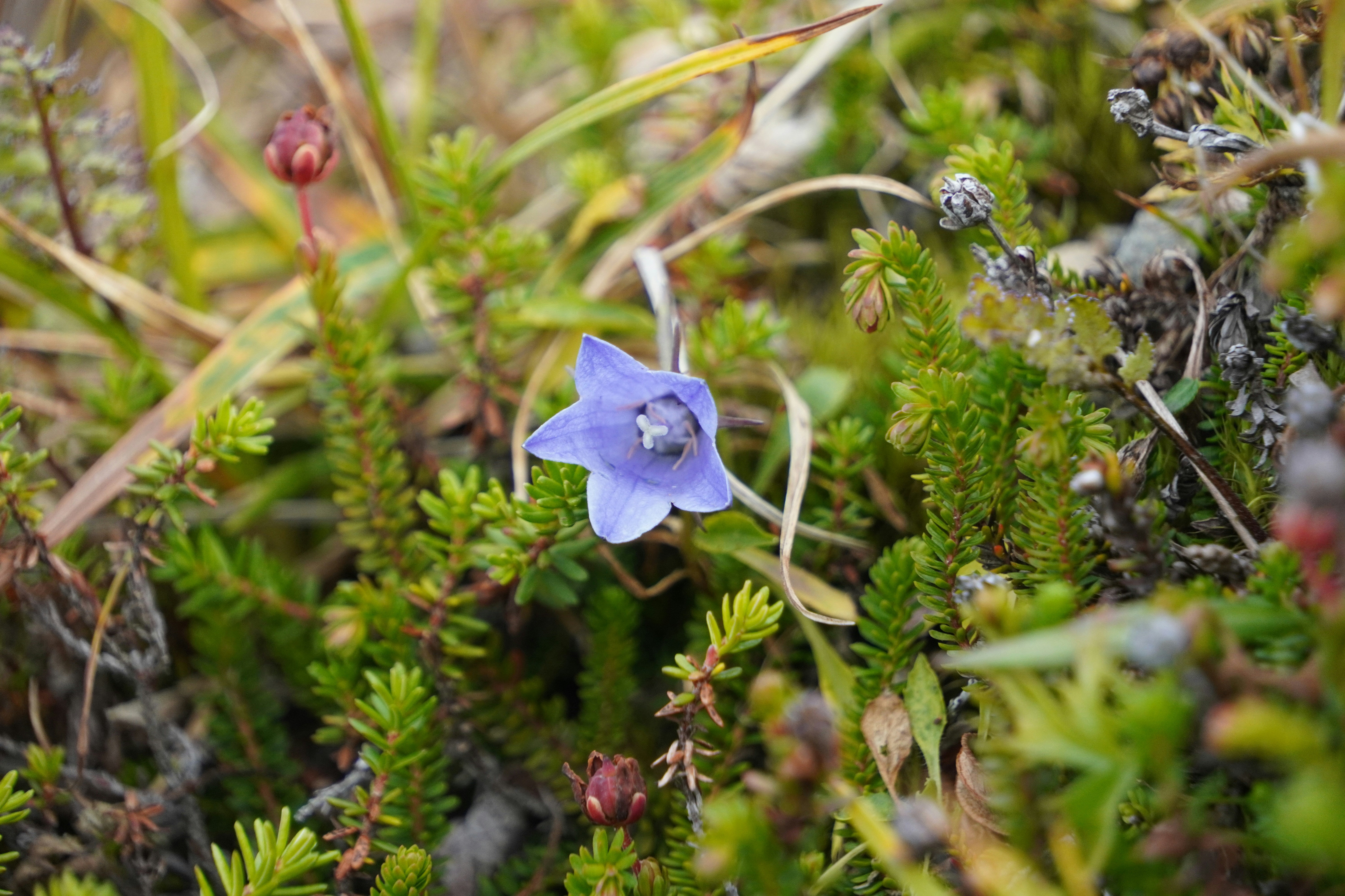 A single purple bell-shaped flower blooming among green moss and low alpine plants
