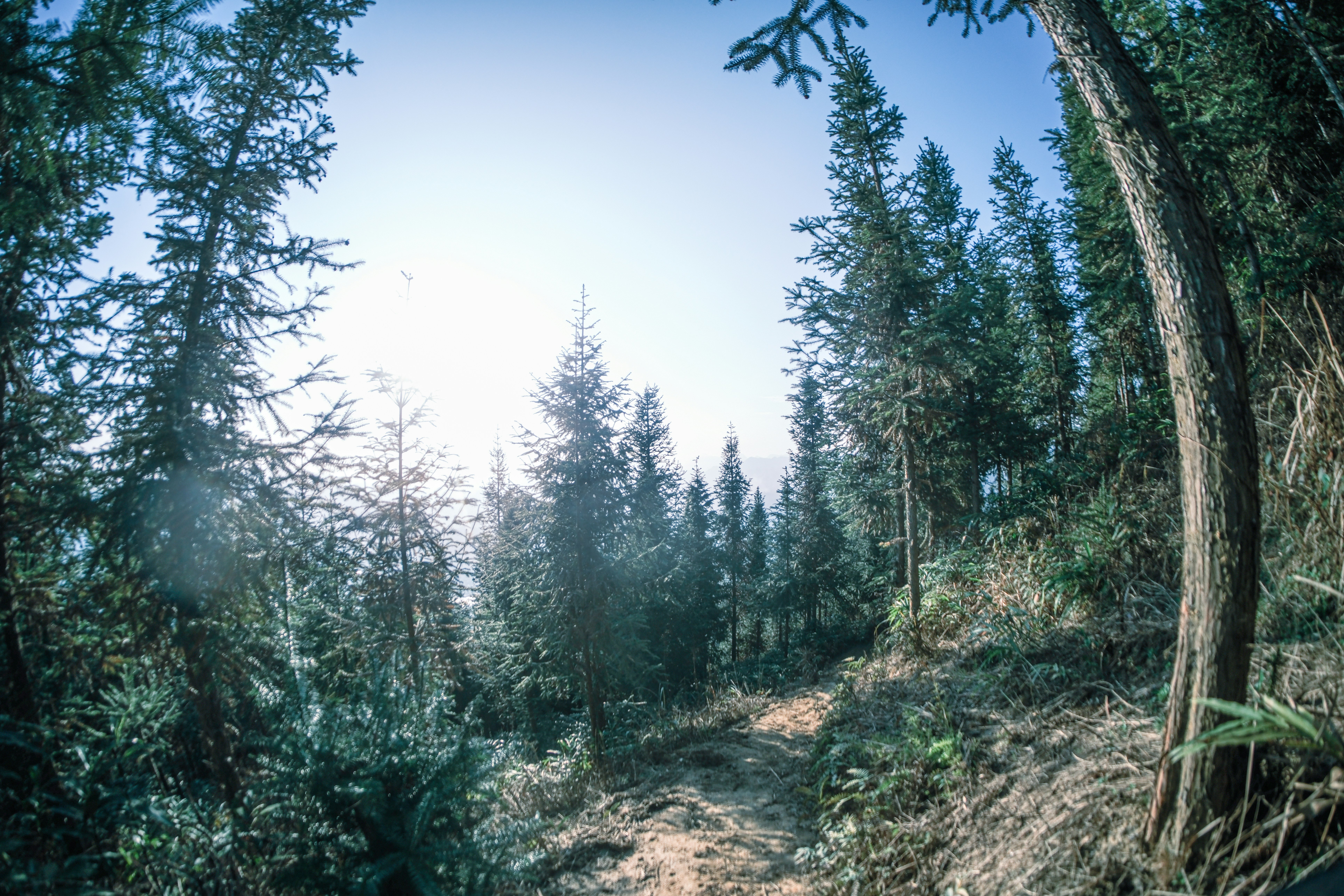 A dirt path winding through a forest of tall pine trees under bright light