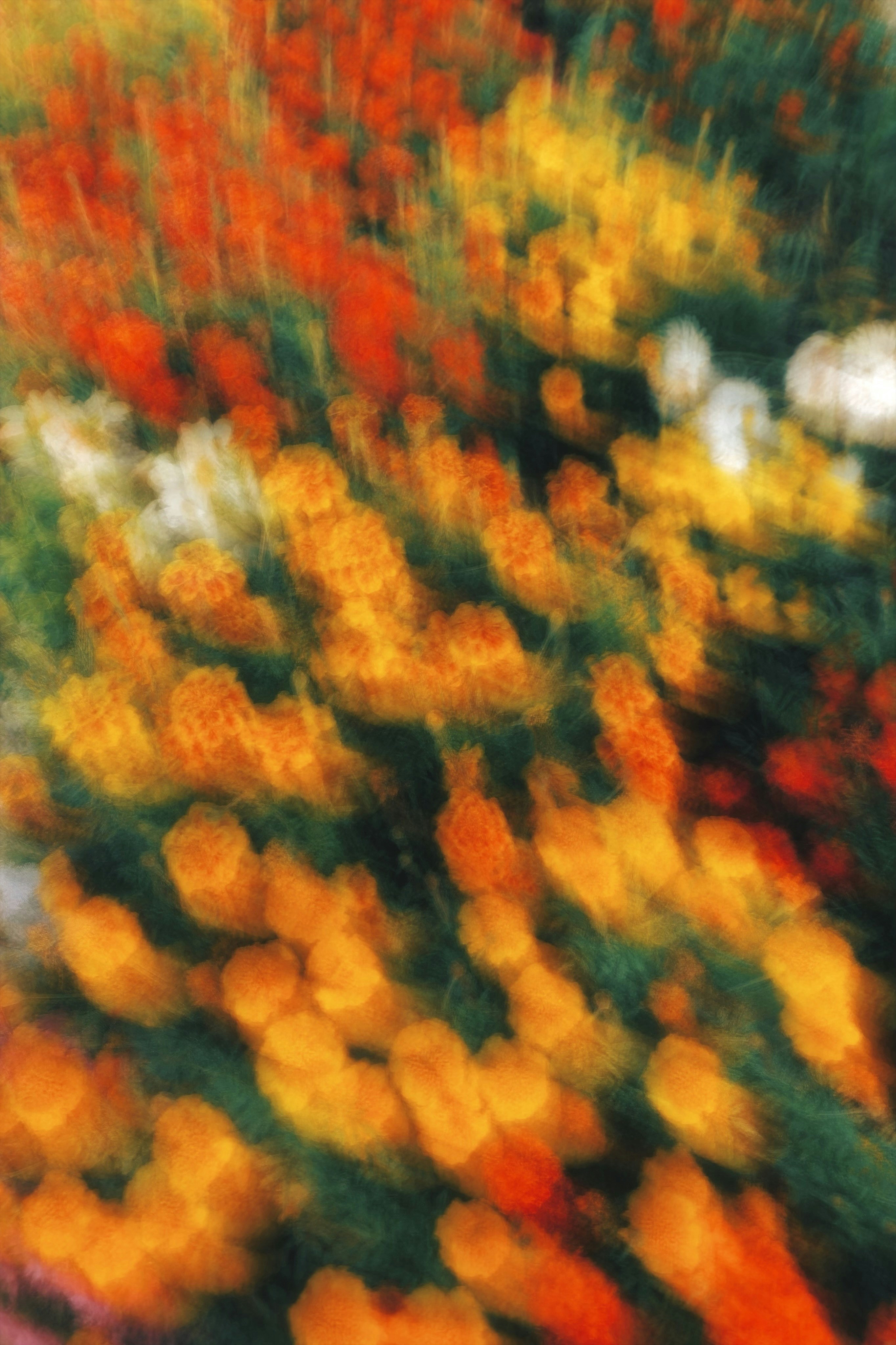 Abstract motion blur of red, orange, and yellow flowers in a garden