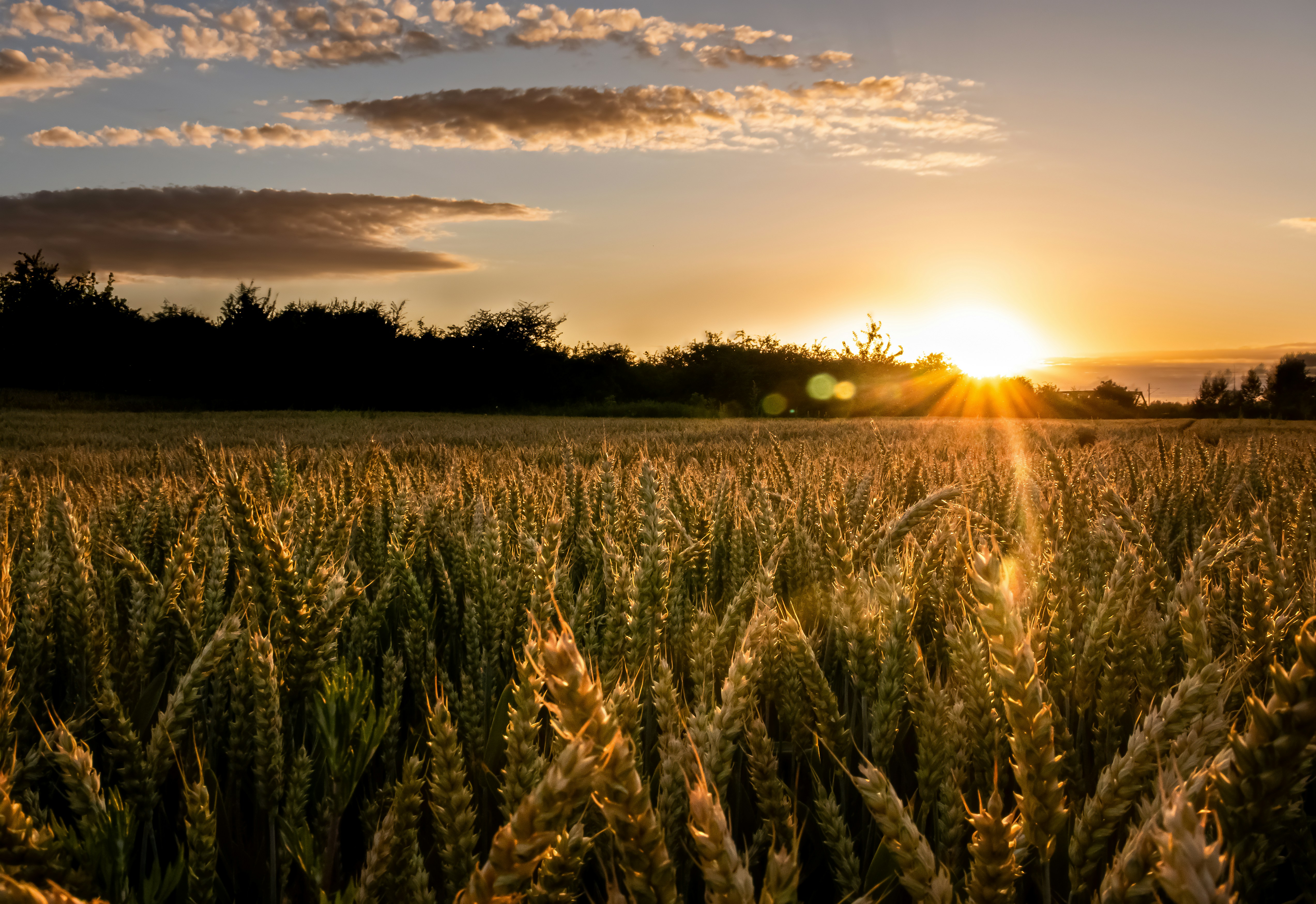 A wheat field under a warm orange sky with low sun and clouds