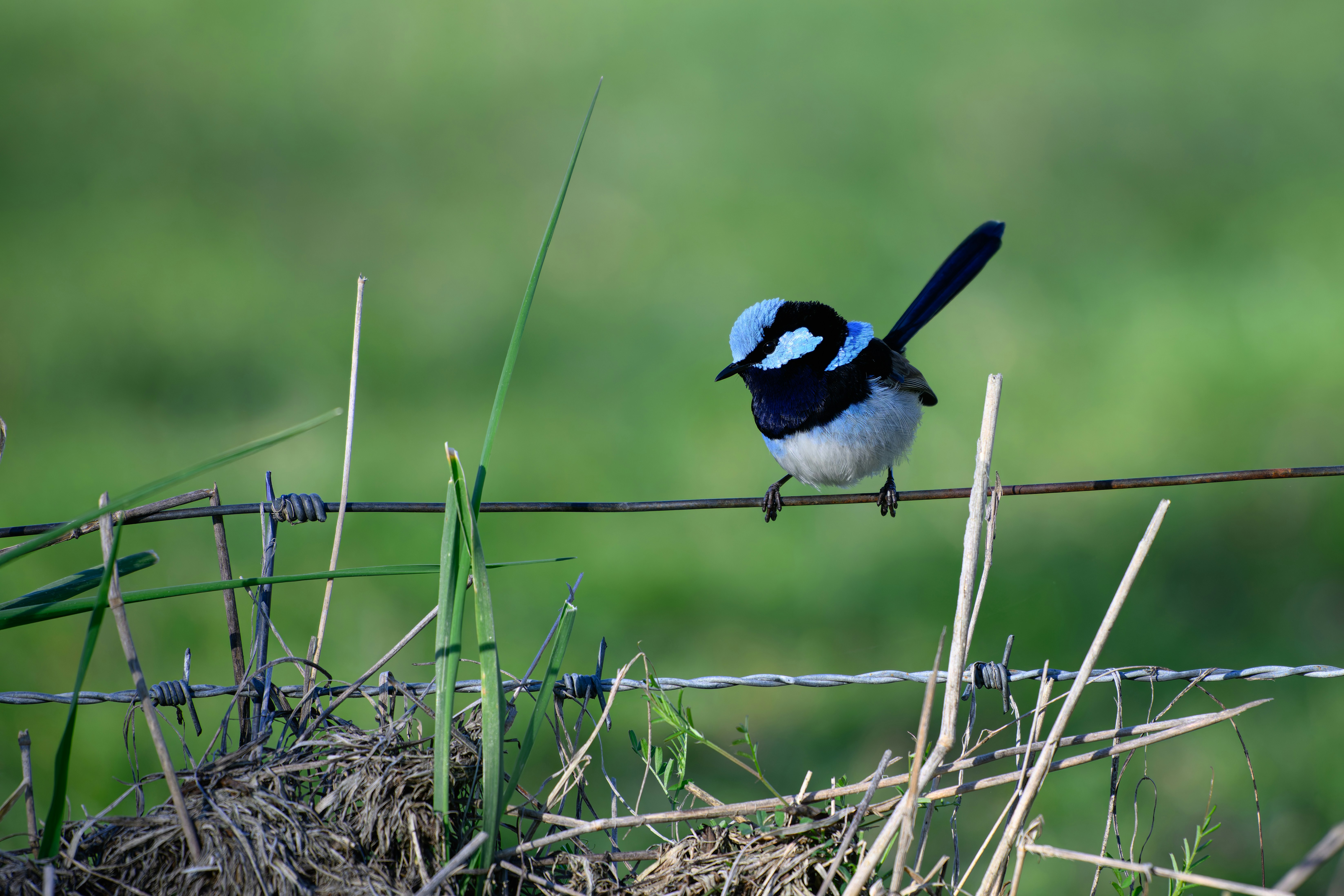 A male superb fairywren with bright blue plumage perched on a barbed wire fence