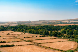 Golden fields divided by hedgerows and trees under a clear blue sky