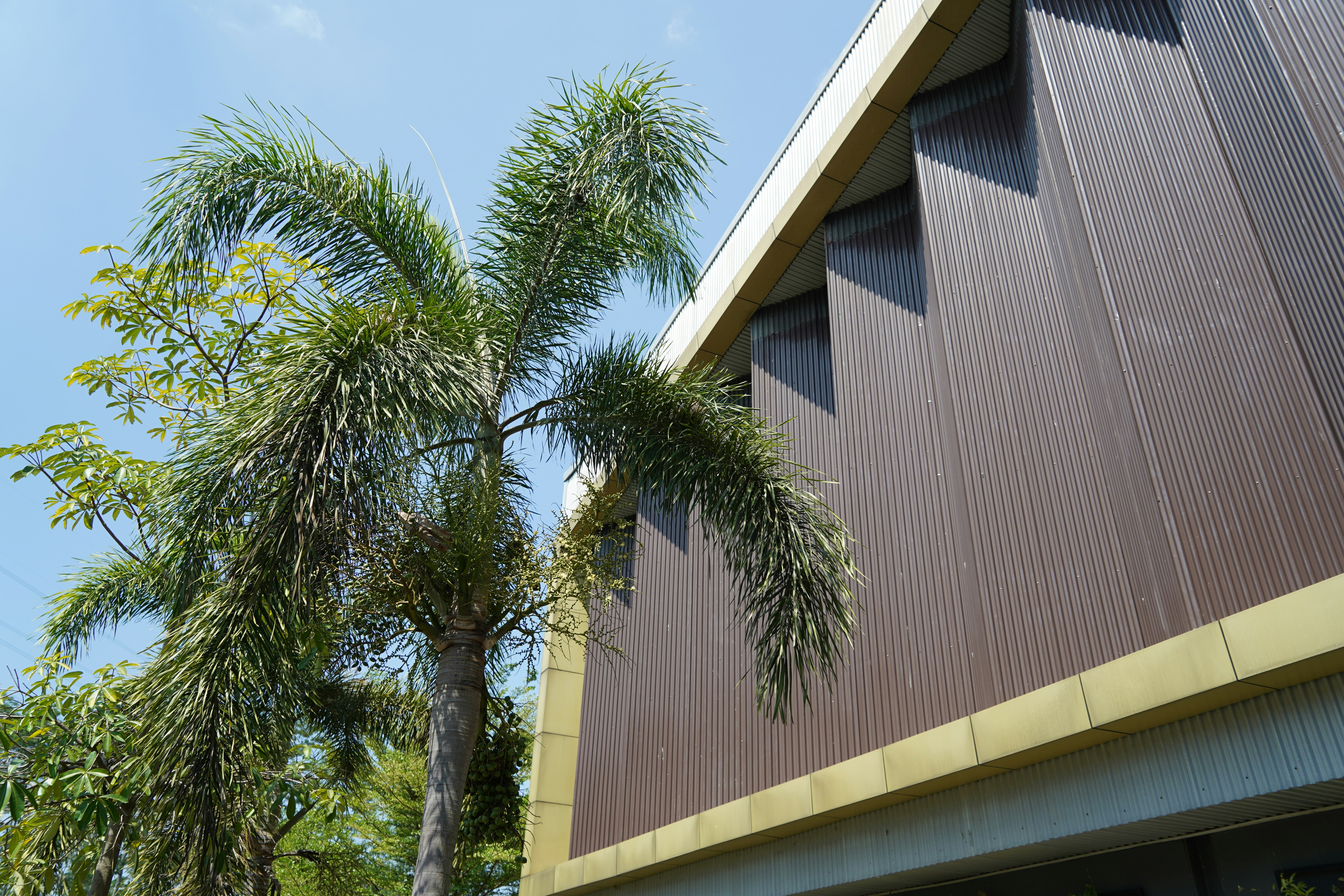 Una palma alta accanto a un edificio con rivestimento in lamiera ondulata marrone