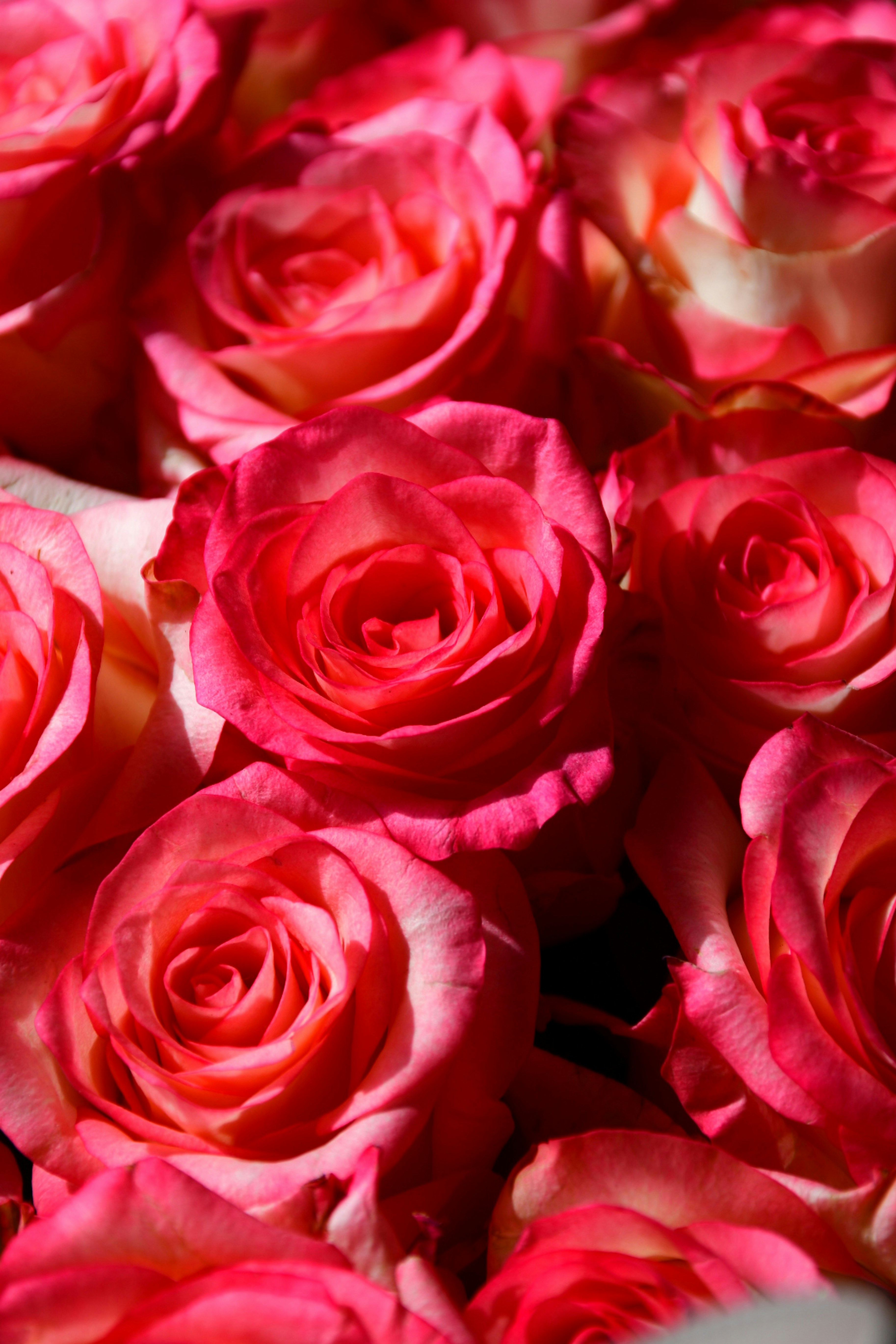 A cluster of vibrant pink and cream roses in full bloom