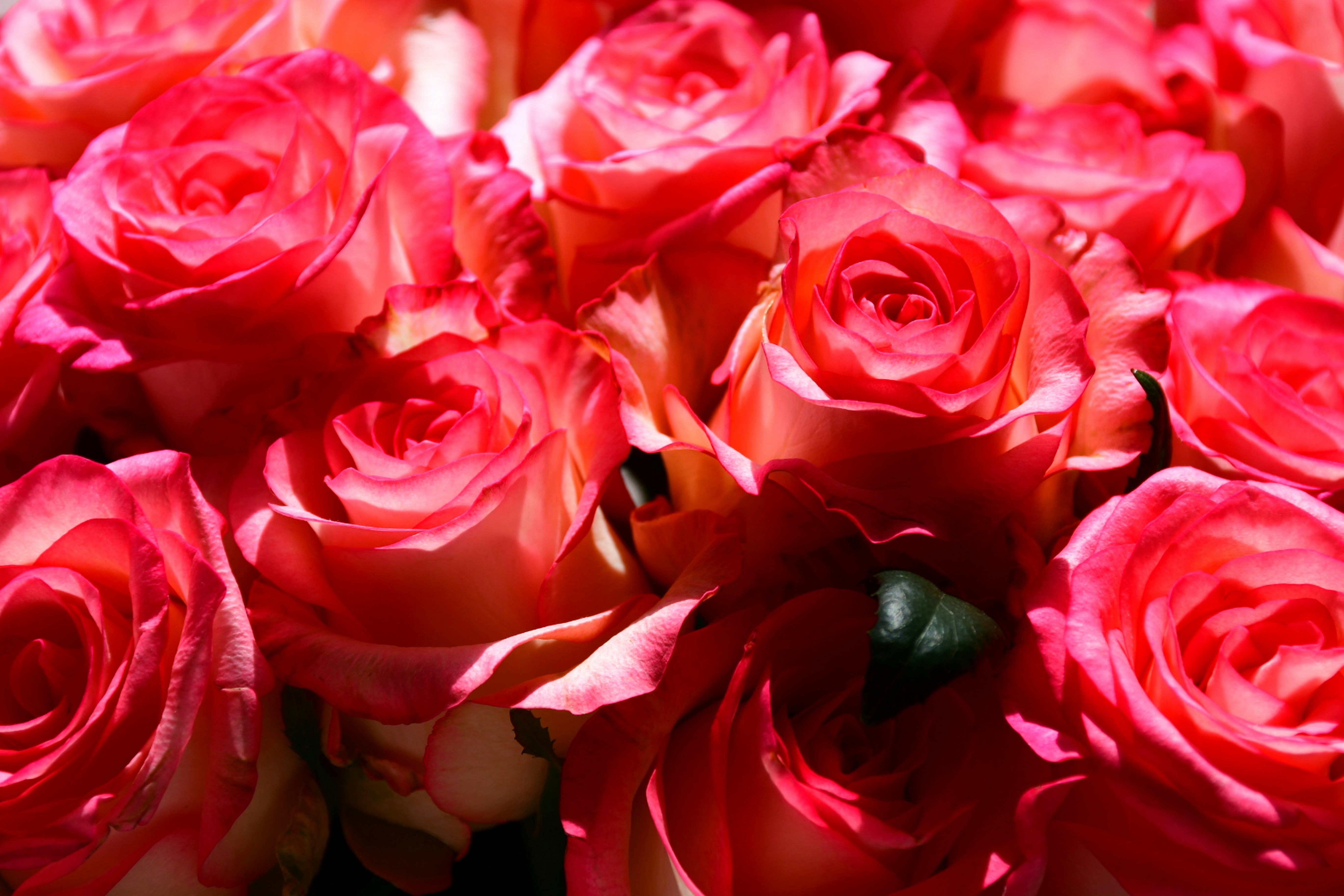 A dense cluster of vibrant pink roses with soft layered petals