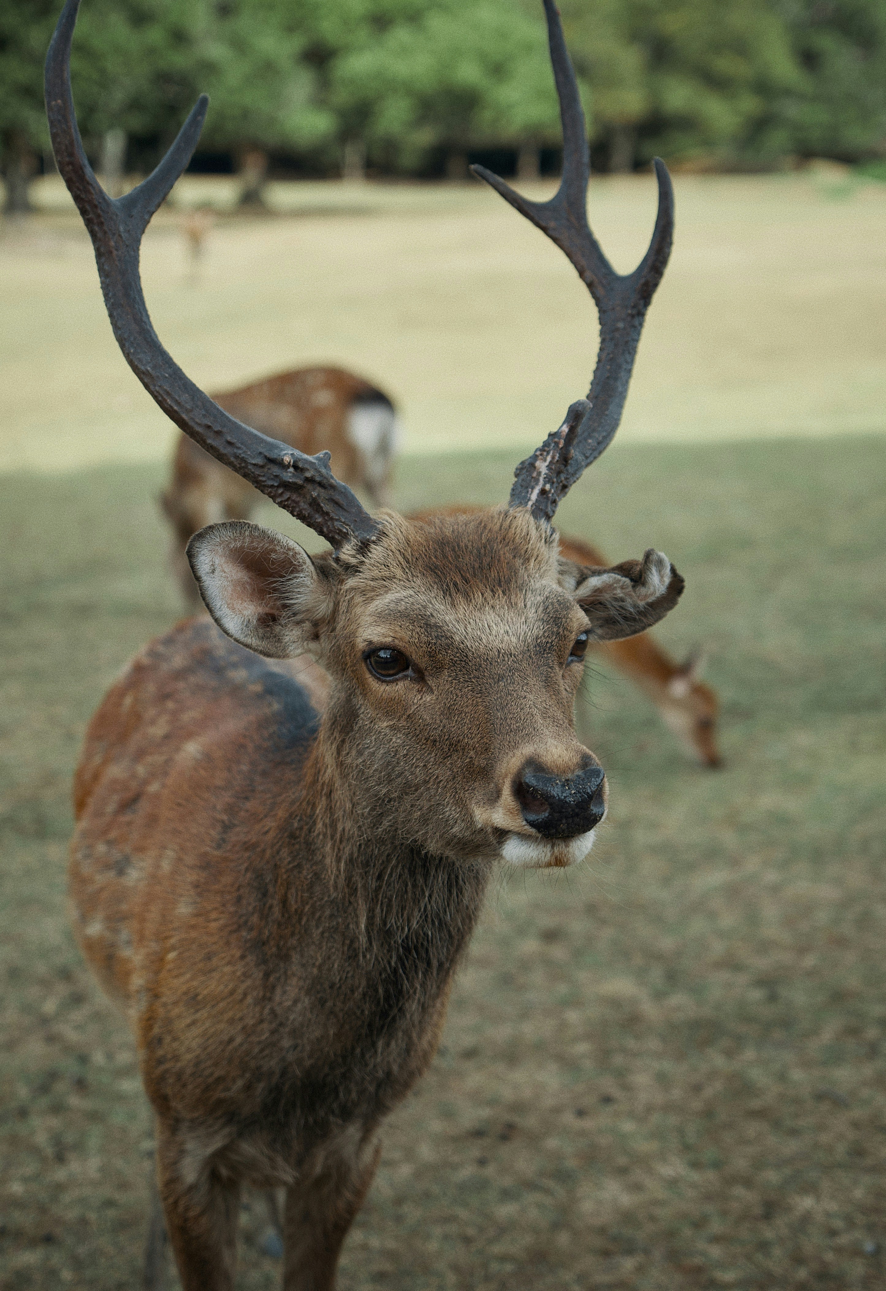 Ein Sikahirsch mit Geweihen auf einer Graswiese mit anderen Hirschen