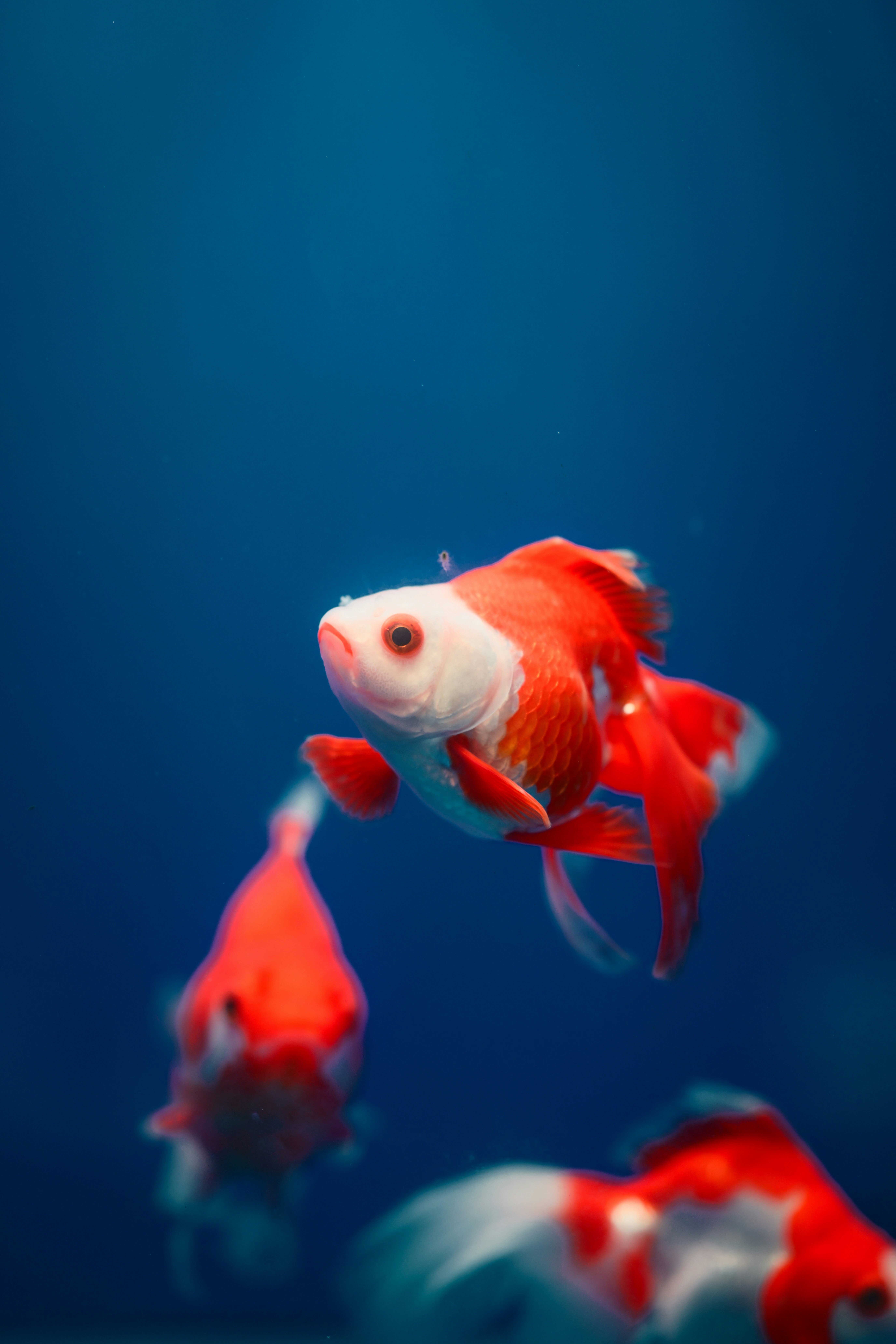 Three red and white goldfish swimming in deep blue water