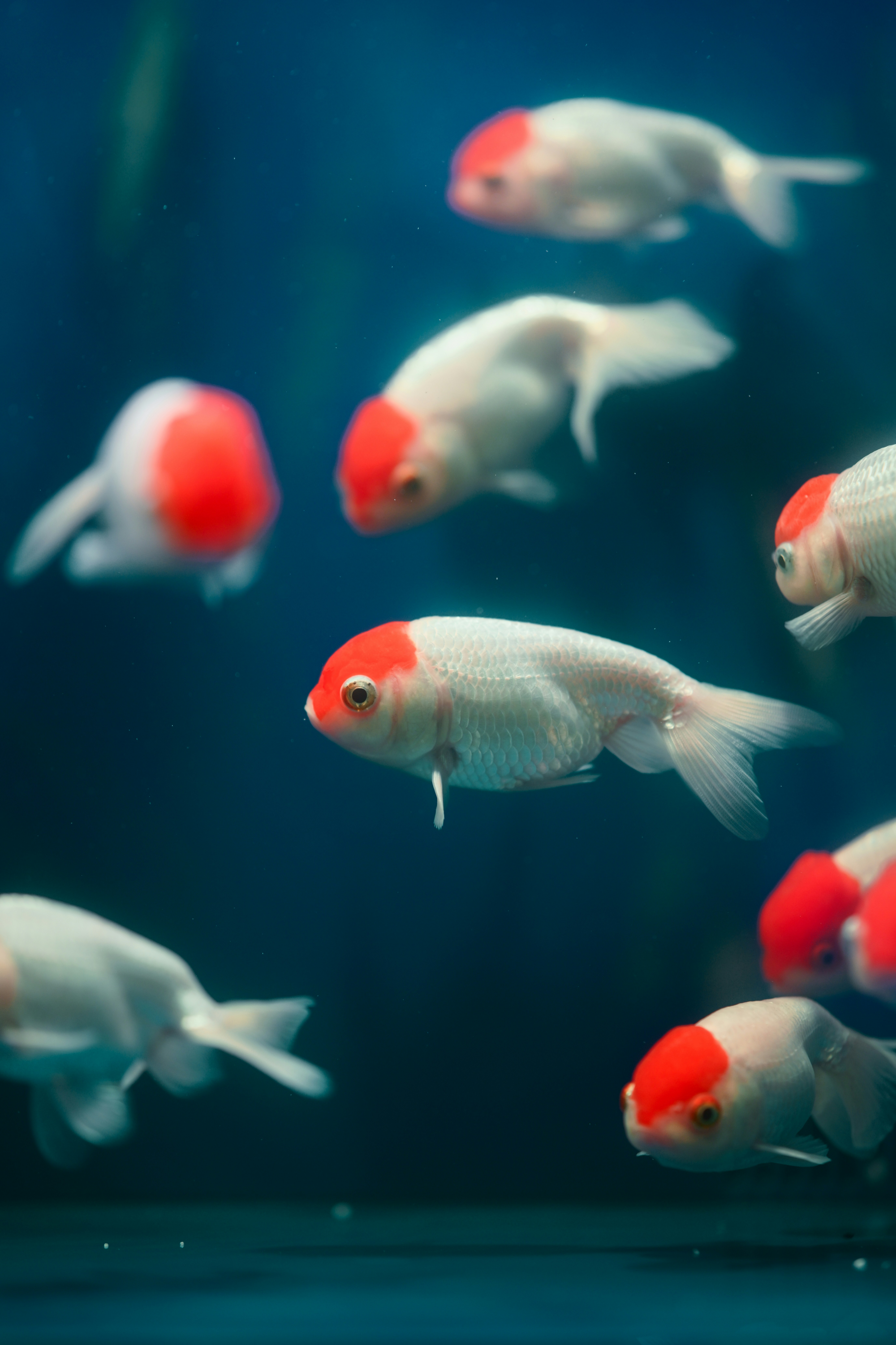 A group of white goldfish with red caps swimming in dark blue water