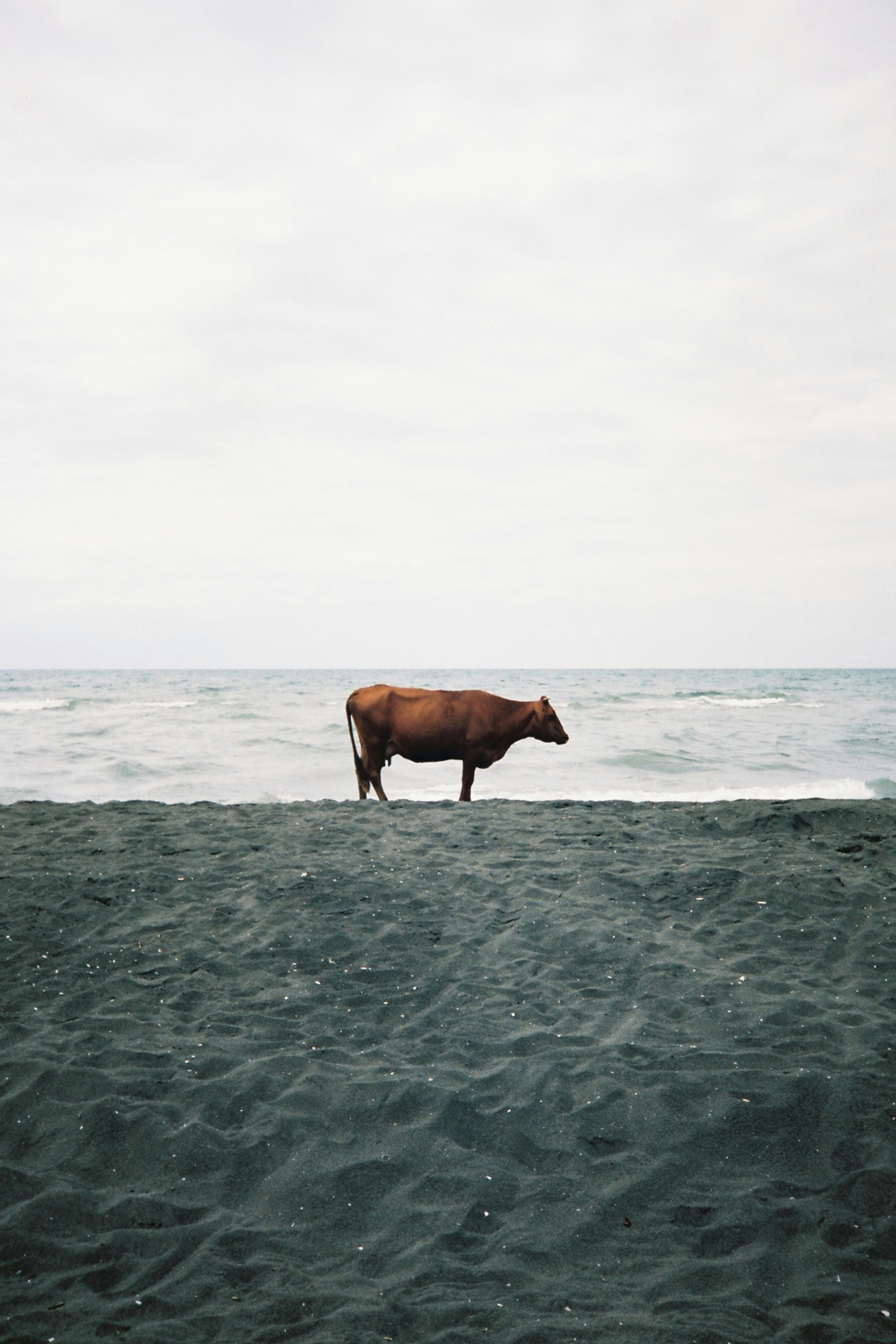 A brown cow on a dark grey sand beach by the ocean