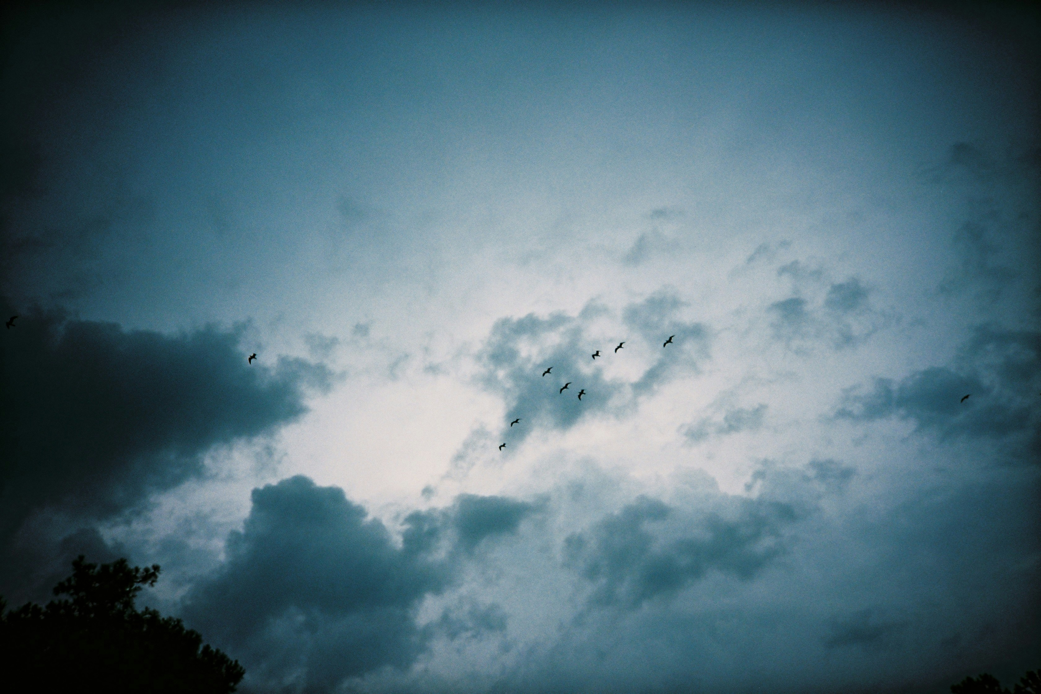 A flock of birds flying across a dark, cloudy blue sky