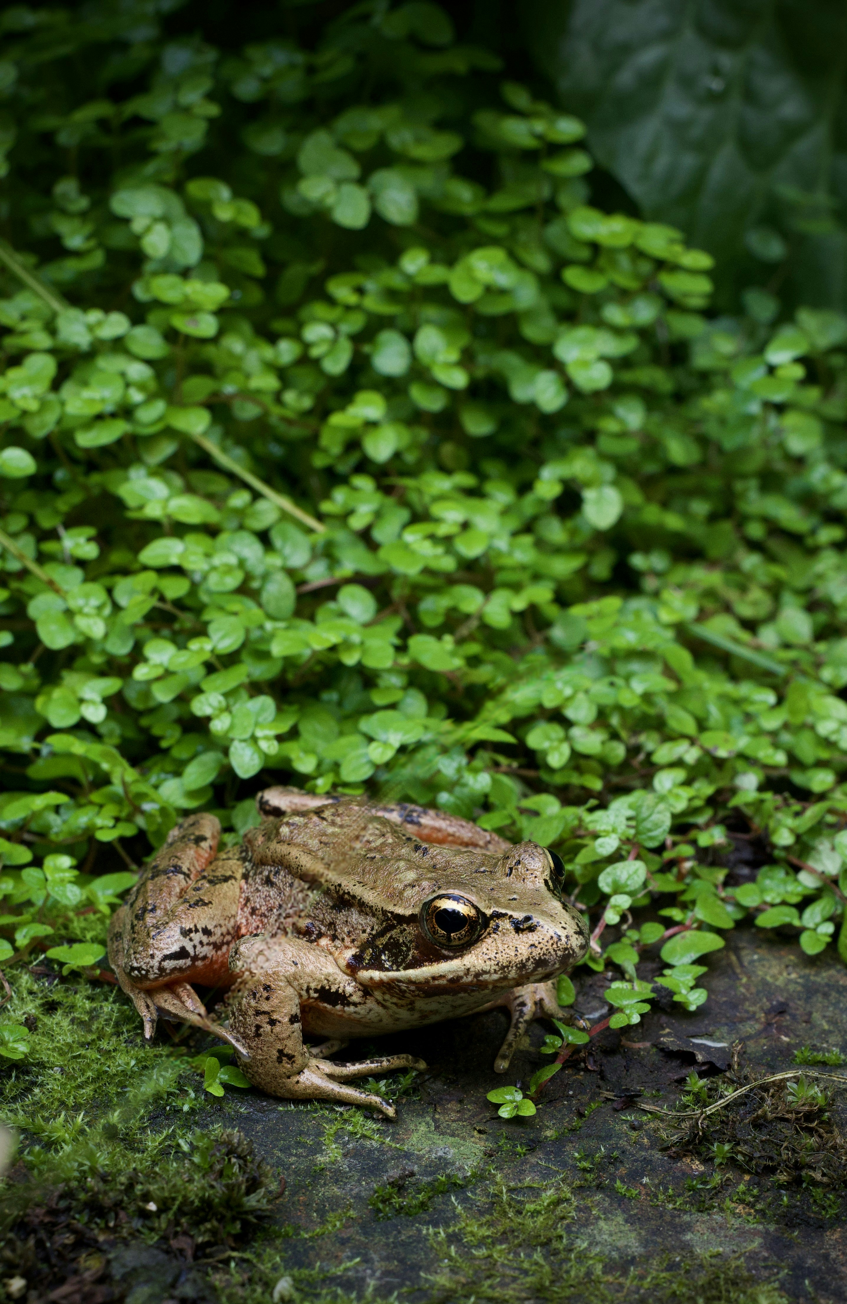 A brown frog resting on a mossy stone among small green leaves