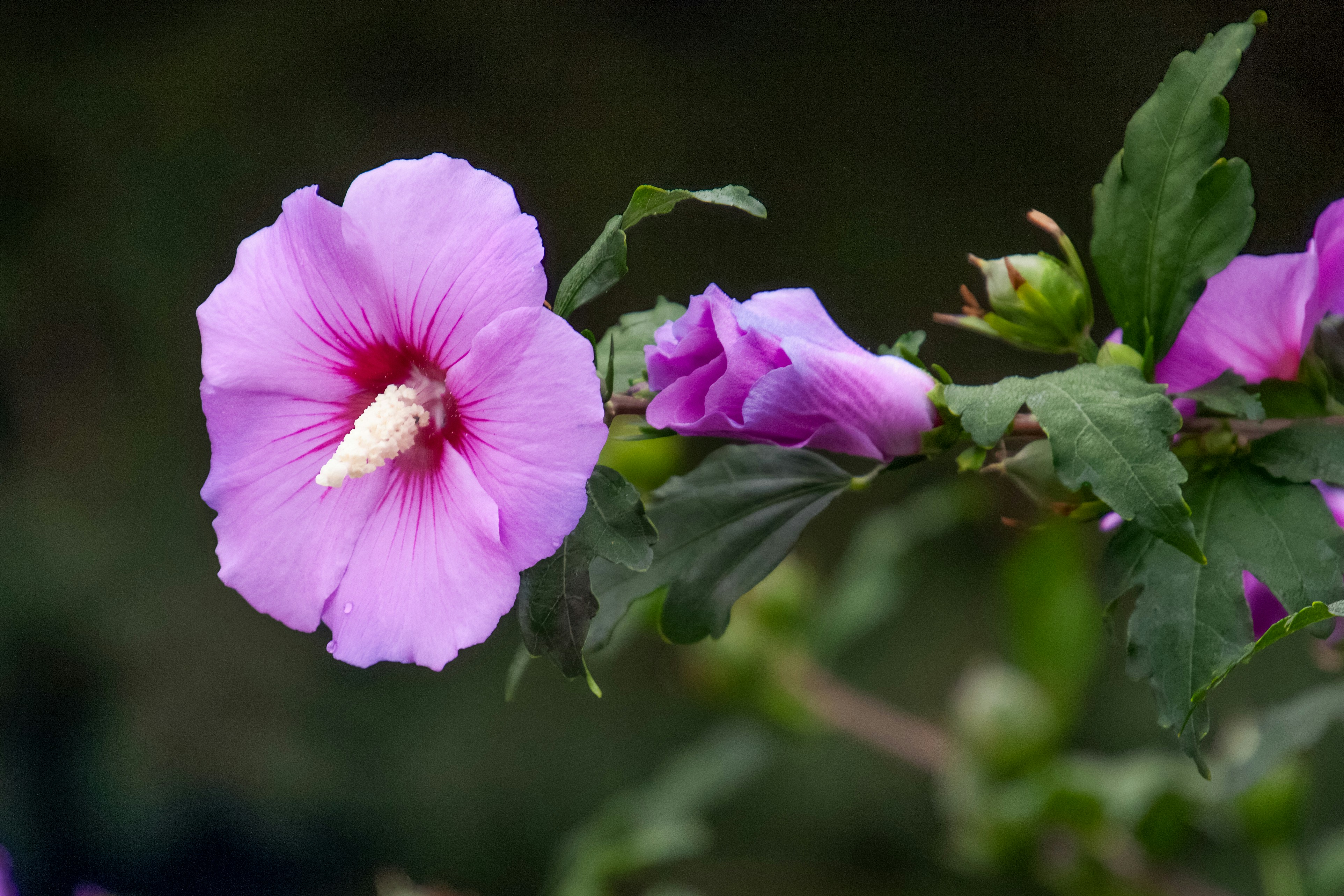 Une fleur d’hibiscus violet éclatante avec un étame blanc proéminent et des feuilles vertes