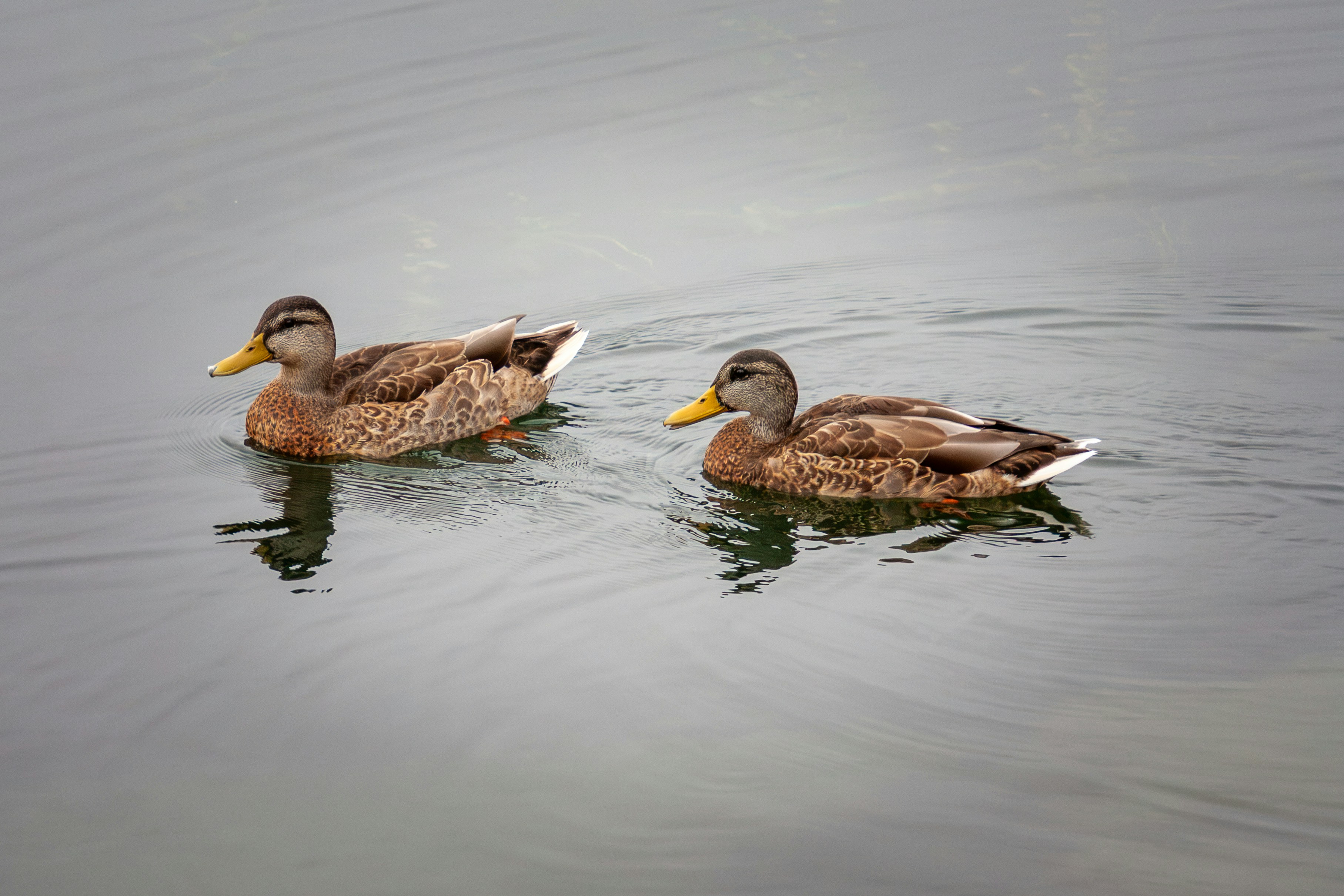 Deux canards bruns nageant sur une eau grise calme