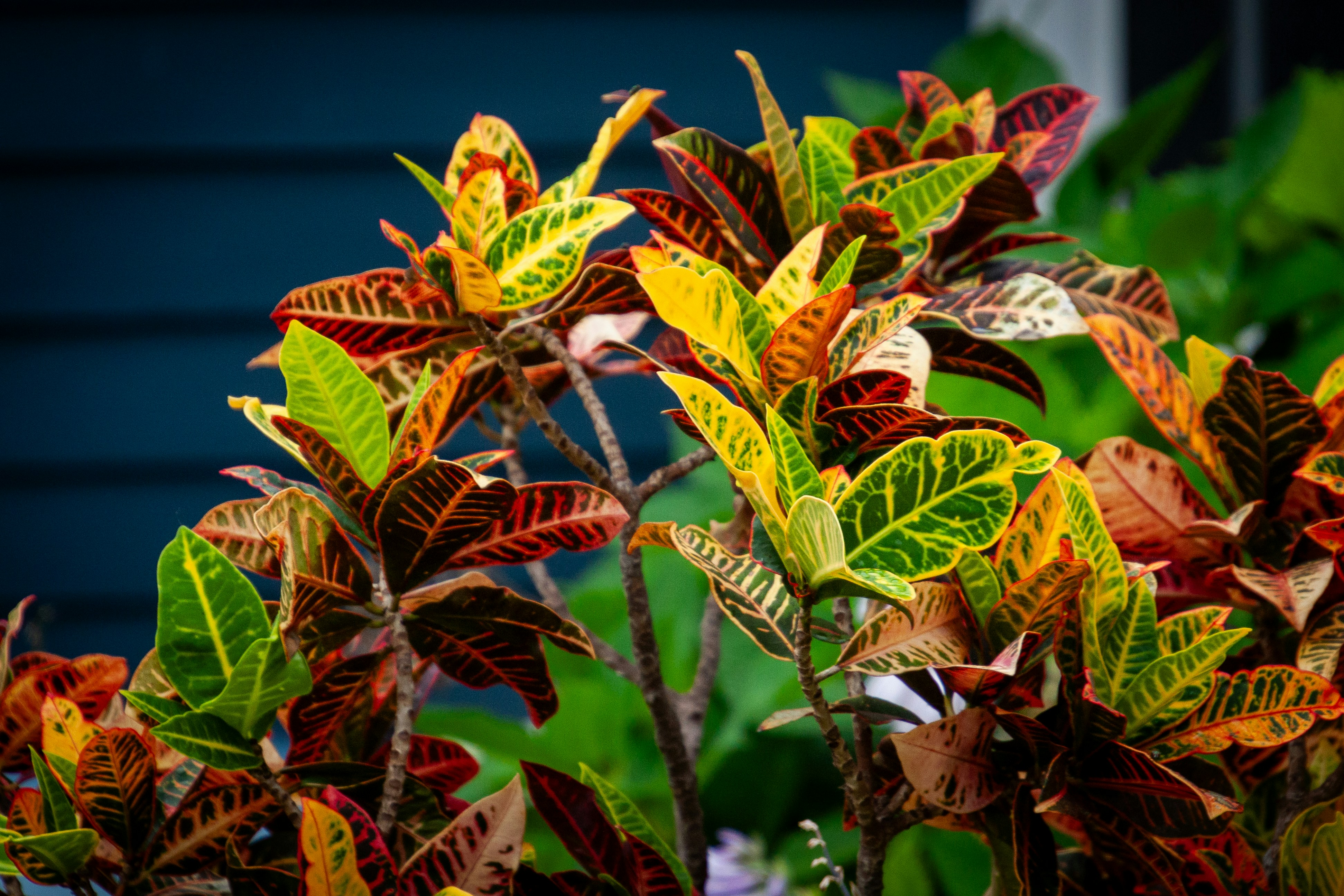 Une plante de croton aux feuilles variées jaunes, vertes et rouges éclatantes