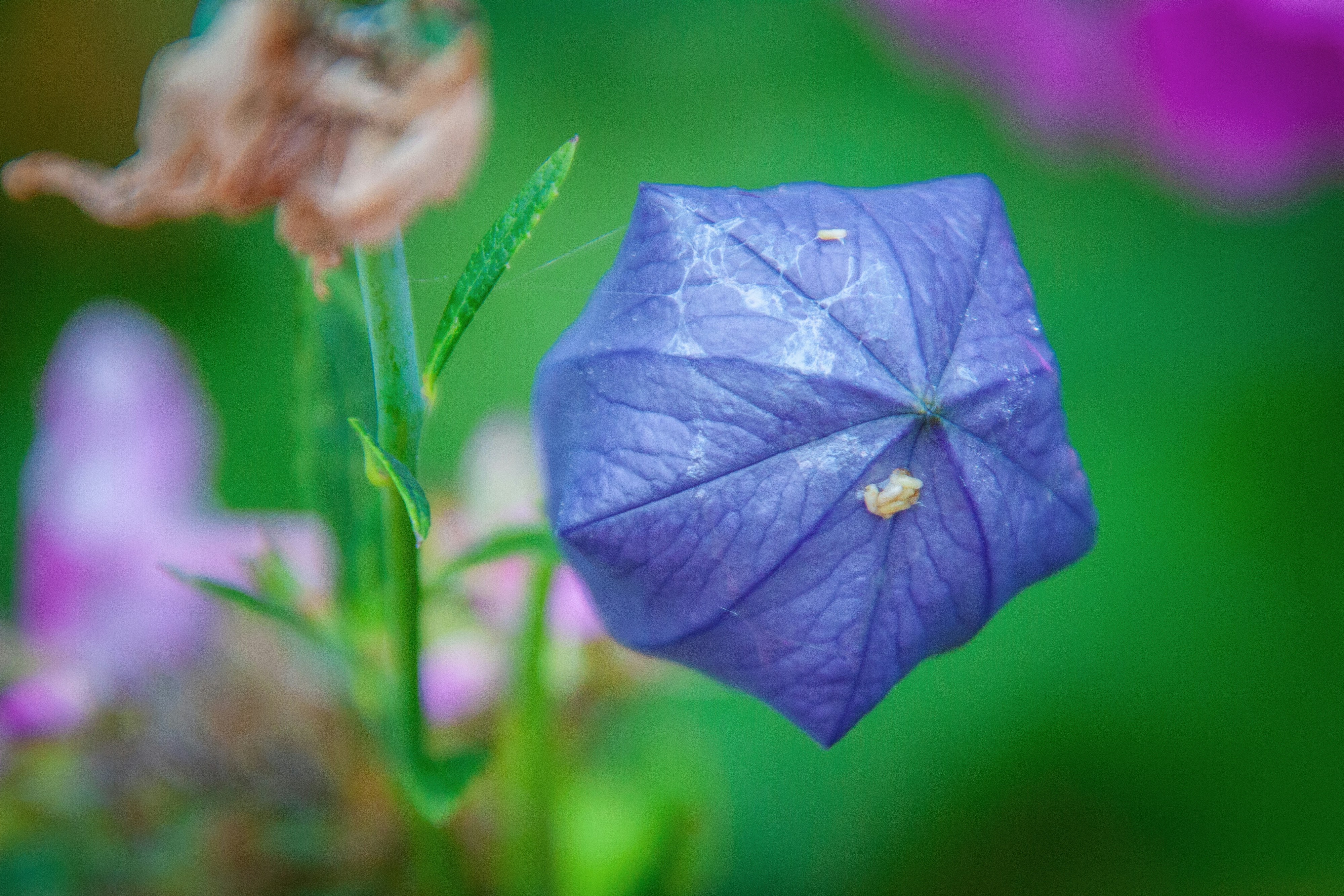 Un bouton de fleur en forme de ballon violet sur une tige verte sur un fond flou