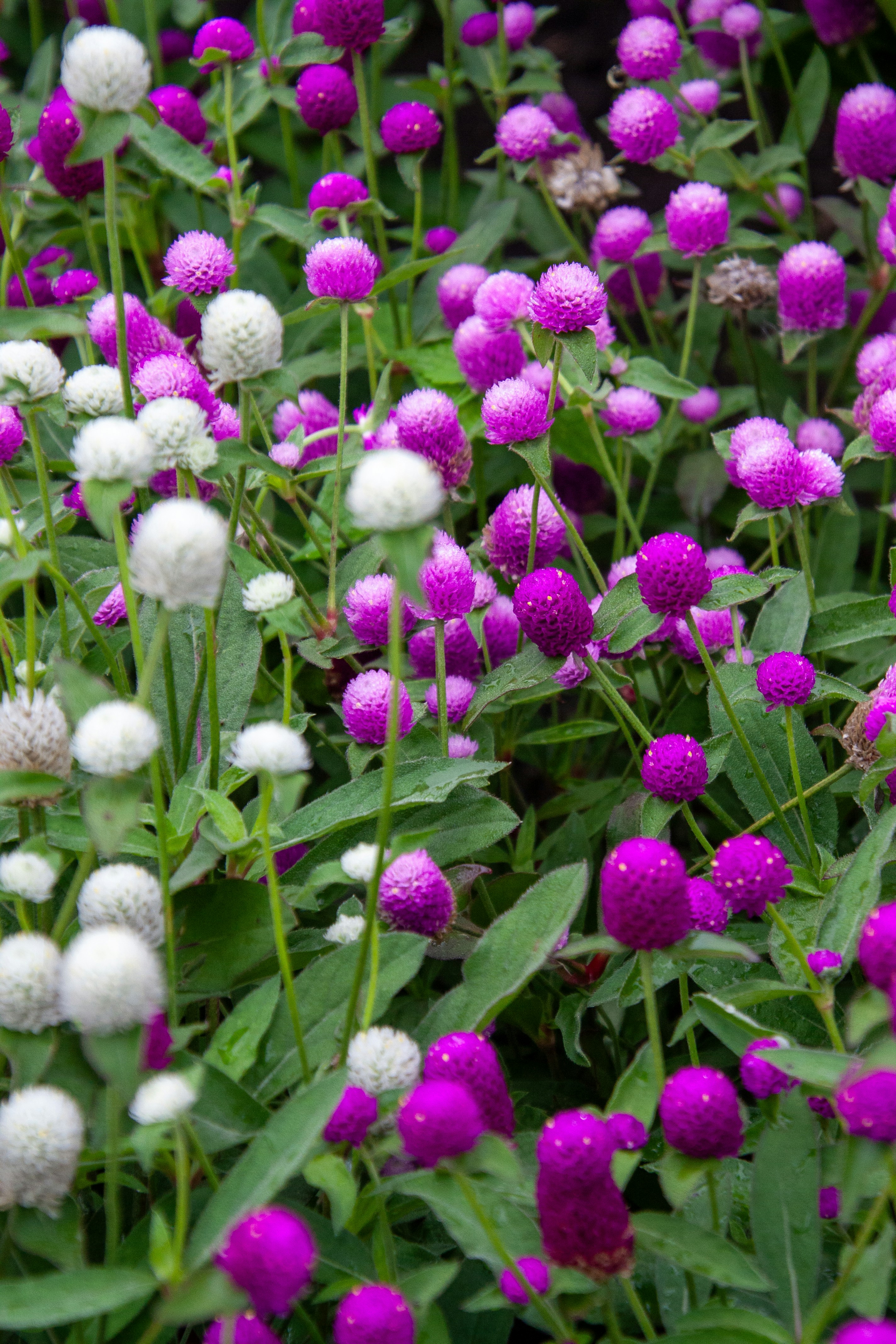 Fleurs d’amarante globe violettes et blanches épanouissant parmi les feuilles vertes dans un jardin