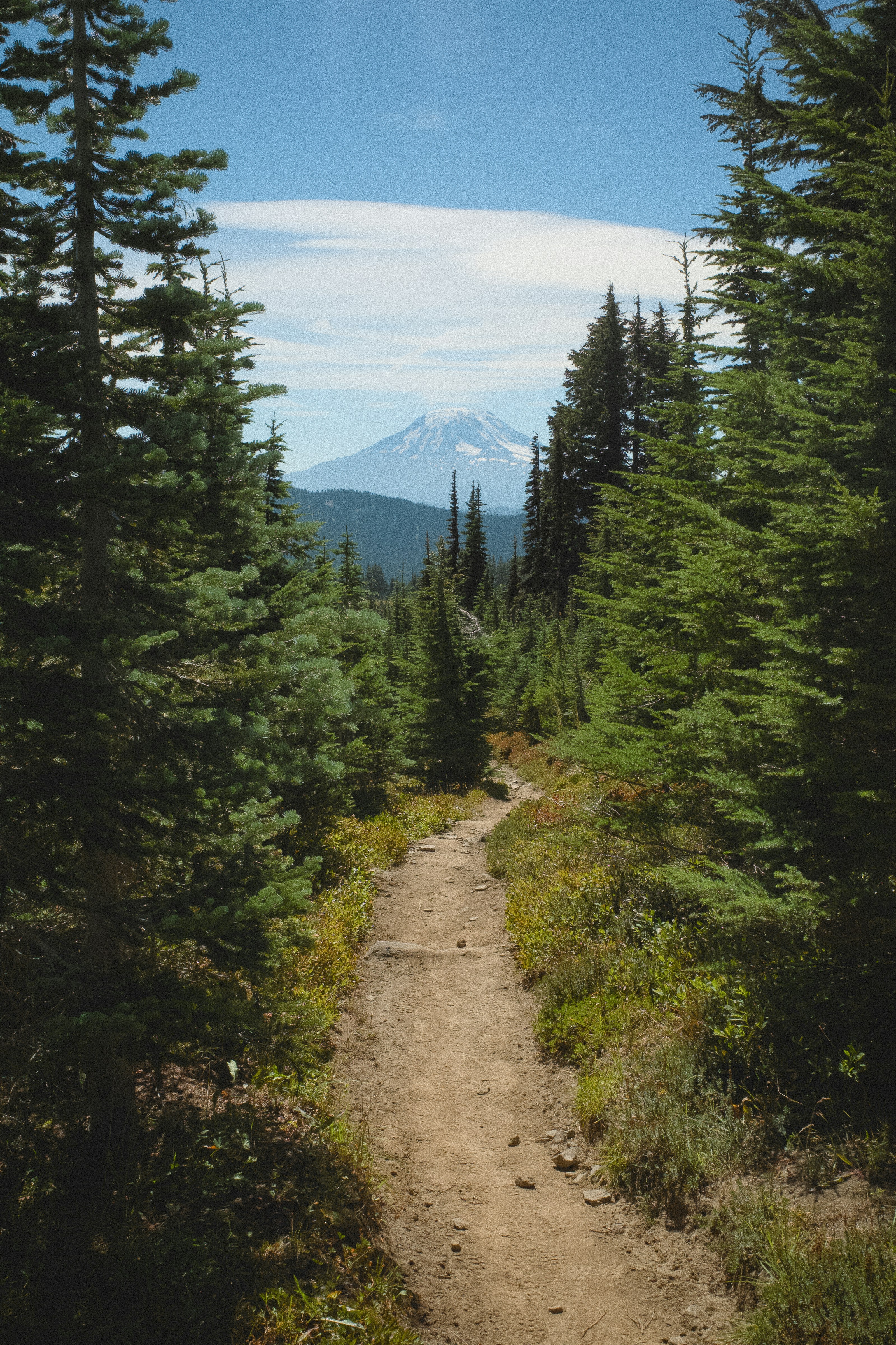 A dirt hiking trail through a coniferous forest toward a snow-capped mountain peak