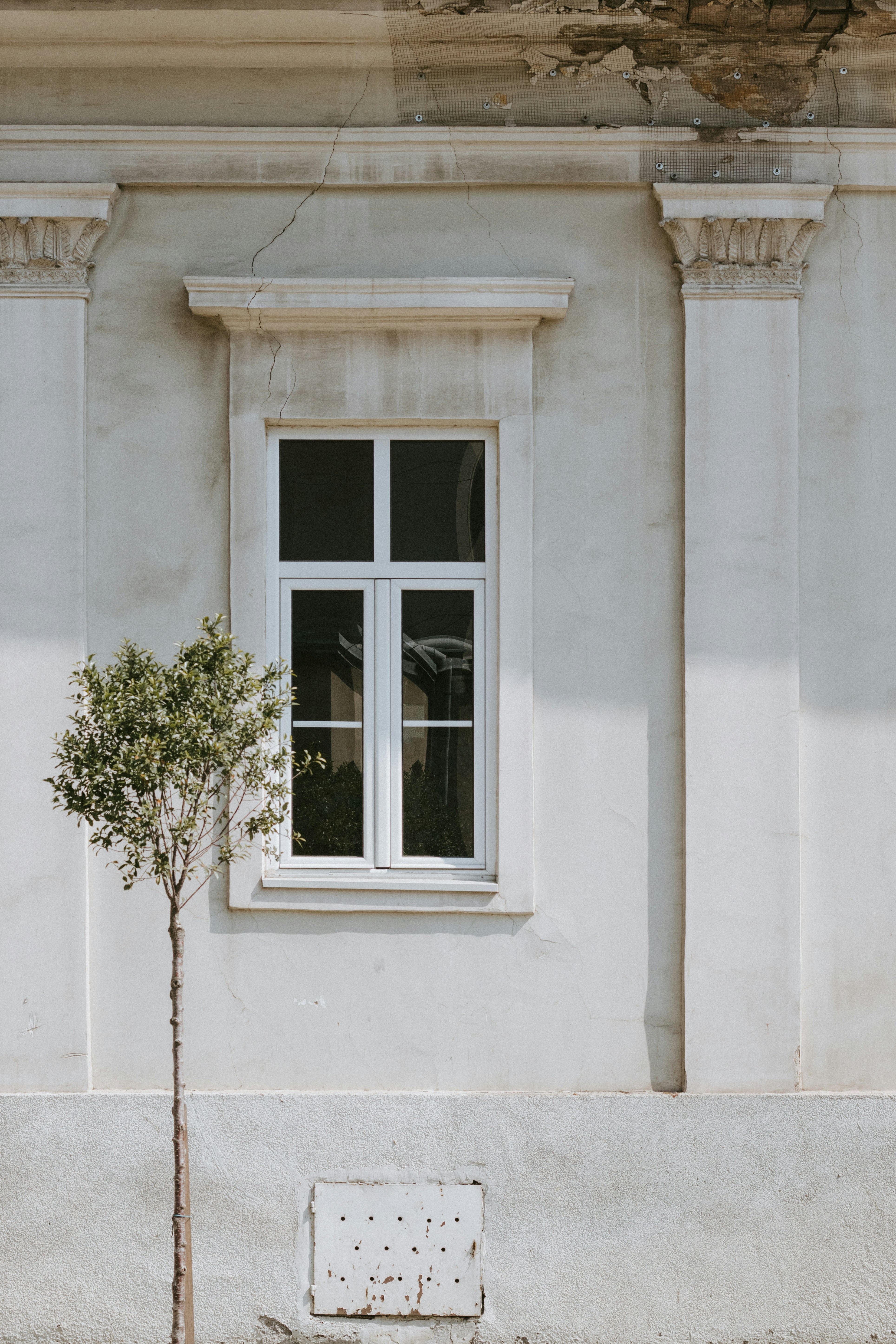 A small tree beside a white window on a weathered building facade