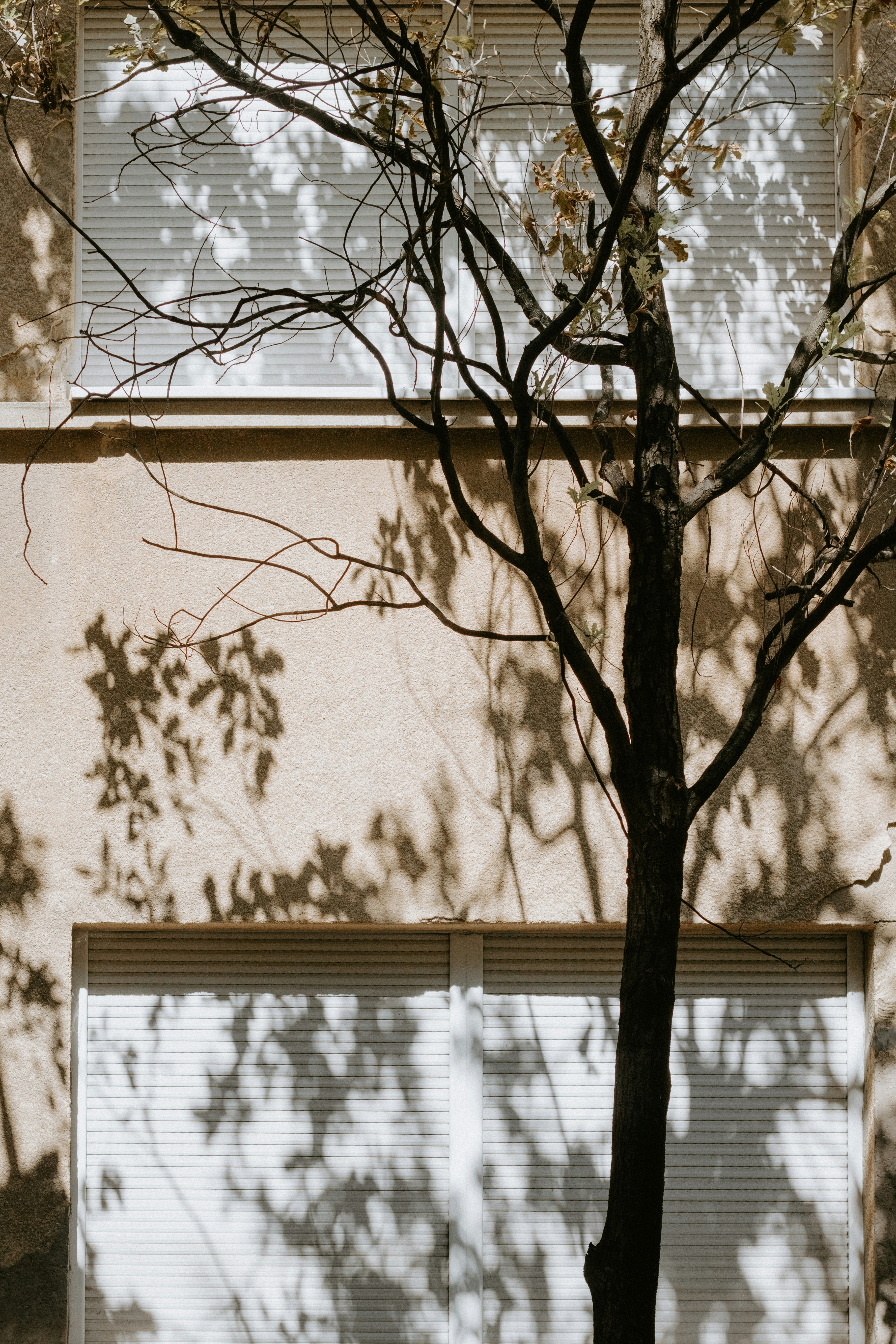 A bare tree casting intricate leaf shadows on a beige building wall