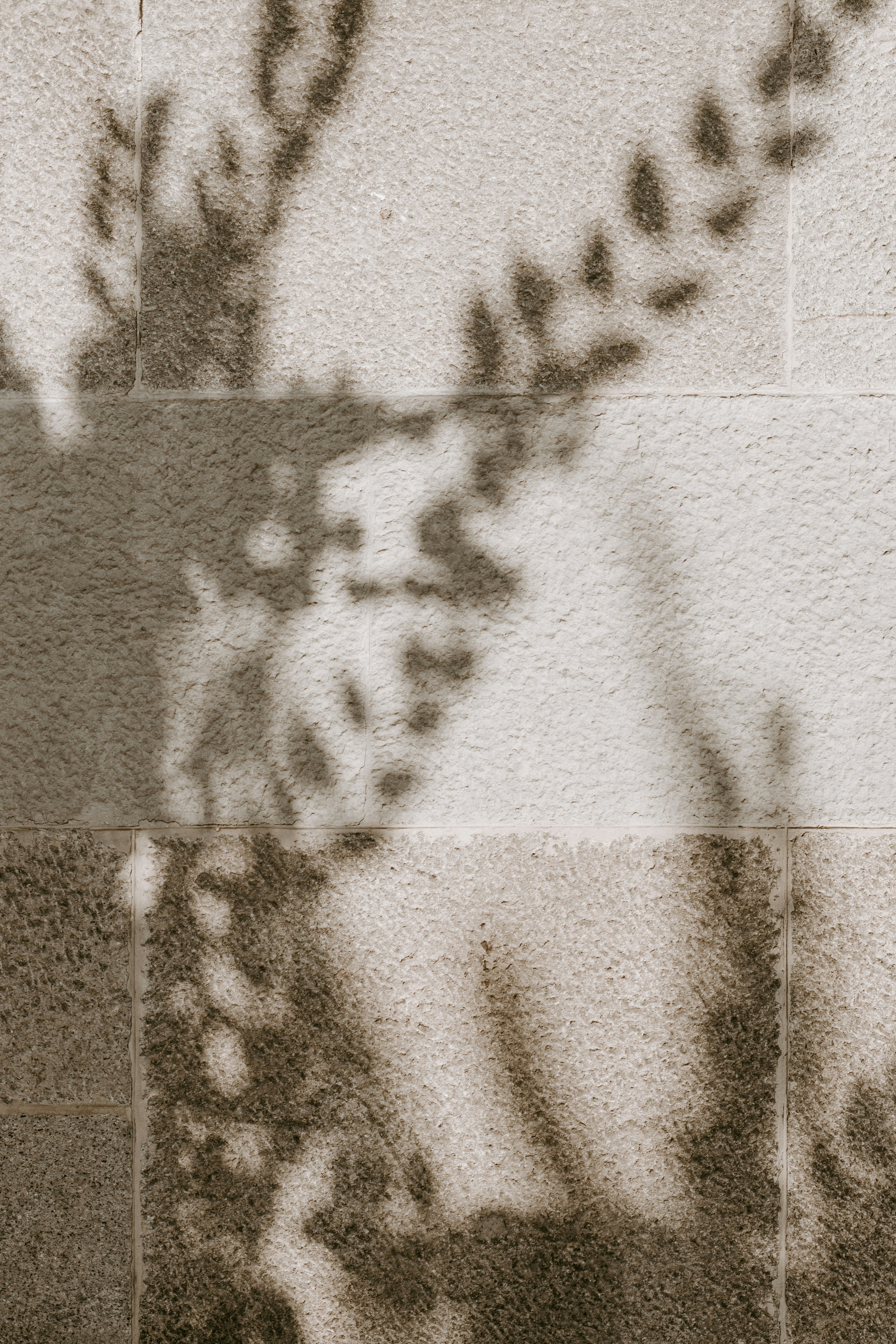 Leafy shadows cast onto a textured beige stone wall