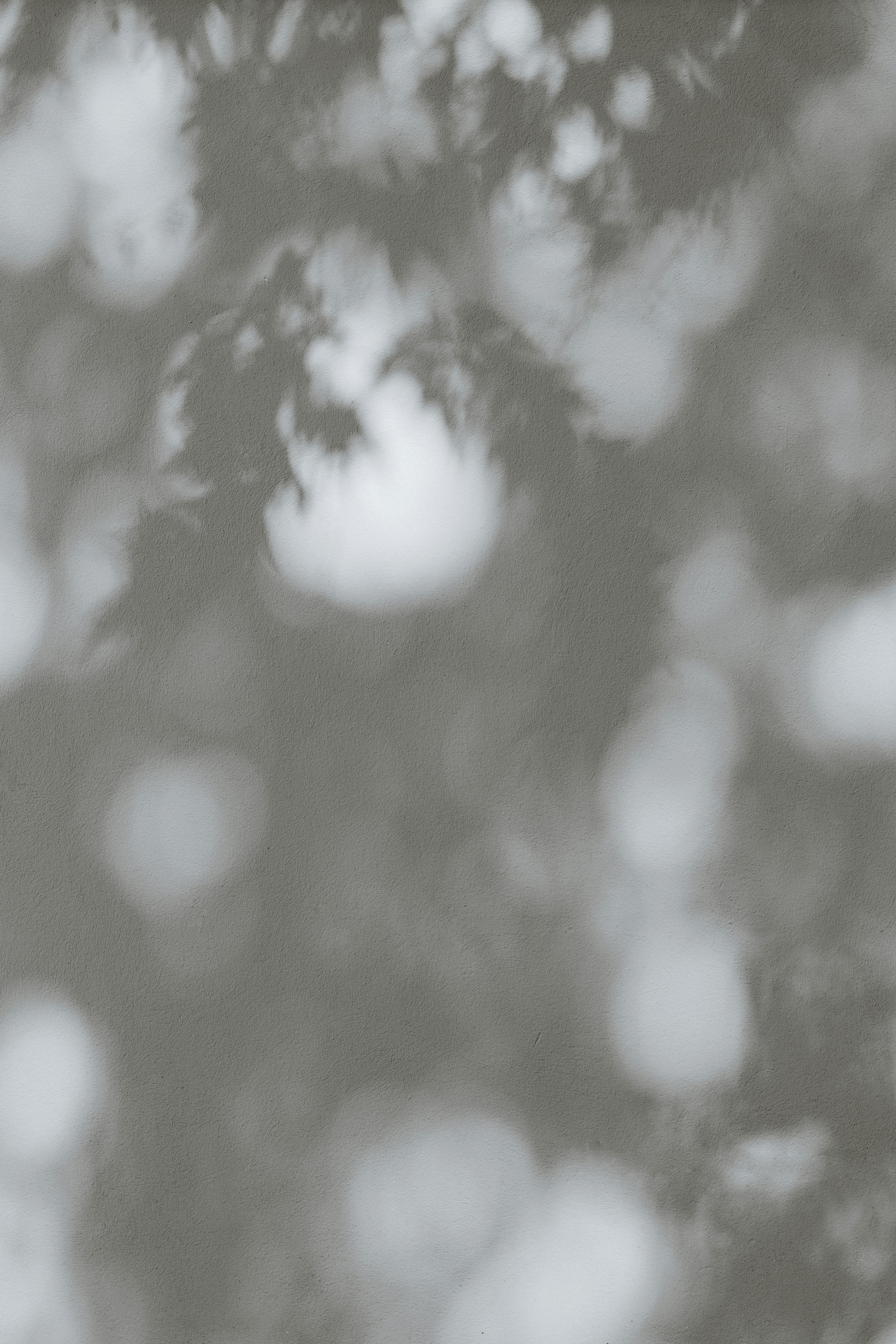Soft dappled shadows of leaves cast onto a smooth grey wall