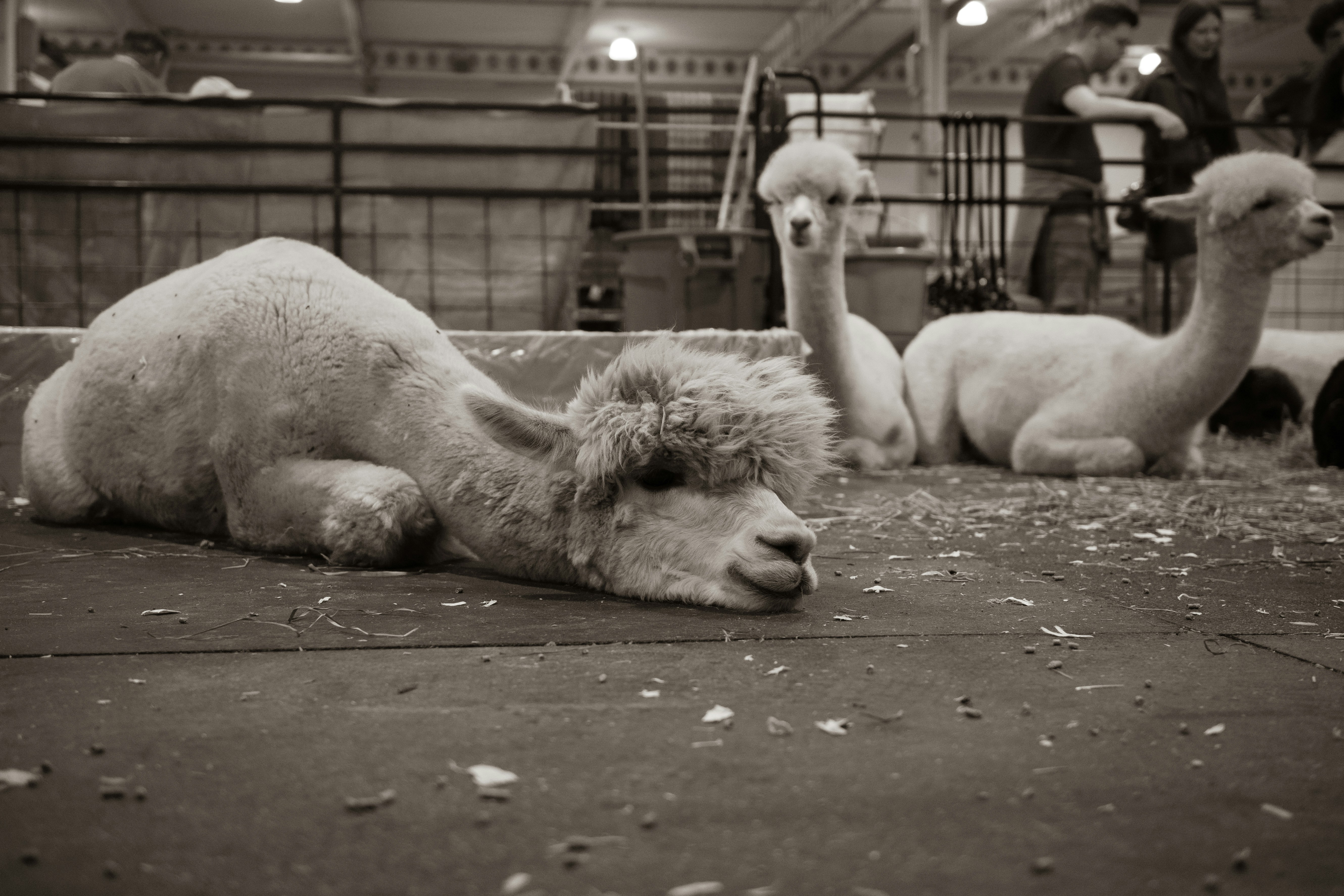 Three white alpacas resting on a dark floor in a barn enclosure
